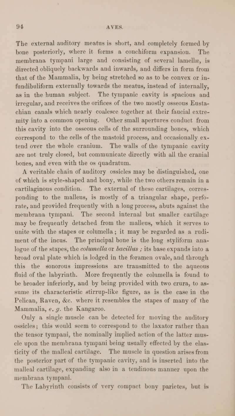 The external auditory meatus is short, and completely formed by bone posteriorly, where it forms a conchiform expansion. The membrana tympani large and consisting of several lamella, is directed obliquely backwards and inwards, and differs in form from that of the Mammalia, by being stretched so as to be convex or in- fundibuliform externally towards the meatus, instead of internally, as in the human subject. The tympanic cavity is spacious and irregular, and receives the orifices of the two mostly osseous Eusta- chian canals which nearly coalesce together at their faucial extre- mity into a common opening. Other small apertures conduct from this cavity into the osseous cells of the surrounding bones, which correspond to the cells of the mastoid process, and occasionally ex- tend over the whole cranium. The walls of the tympanic cavity are not truly closed, but communicate directly with all the cranial bones, and even with the os quadratum. A veritable chain of auditory ossicles may be distinguished, one of which is style-shaped and bony, while the two others remain in a cartilaginous condition. The external of these cartilages, corres- ponding to the malleus, is mostly of a triangular shape, perfo- rate, and provided frequently with a long process, abuts against the membrana tympani. The second internal but smaller cartilage may be frequently detached from the malleus, which it serves to unite with the stapes or columella; it may be regarded as a rudi- ment of the incus. The principal bone is the long styliform ana- logue of the stapes, the columella or bacillus ; its base expands into a broad oval plate which is lodged in the foramen ovale, and through this the sonorous impressions are transmitted to the aqueous fluid of the labyrinth. More frequently the columella is found to be broader inferiorly, and by being provided with two crura, to as- sume its characteristic stirrup-like figure, as is the case in the Pelican, Raven, &amp;c. where it resembles the stapes of many of the Mammalia, e. g. the Kangaroo. Only a single muscle can be detected for moving the auditory ossicles; this would seem to correspond to the laxator rather than the tensor tympani, the nominally implied action of the latter mus- cle upon the membrana tympani being usually effected by the elas- ticity of the malleal cartilage. The muscle in question arises from the posterior part of the tympanic cavity, and is inserted into the malleal cartilage, expanding also in a tendinous manner upon the membrana tympani. The Labyrinth consists of very compact bony parietes, but is