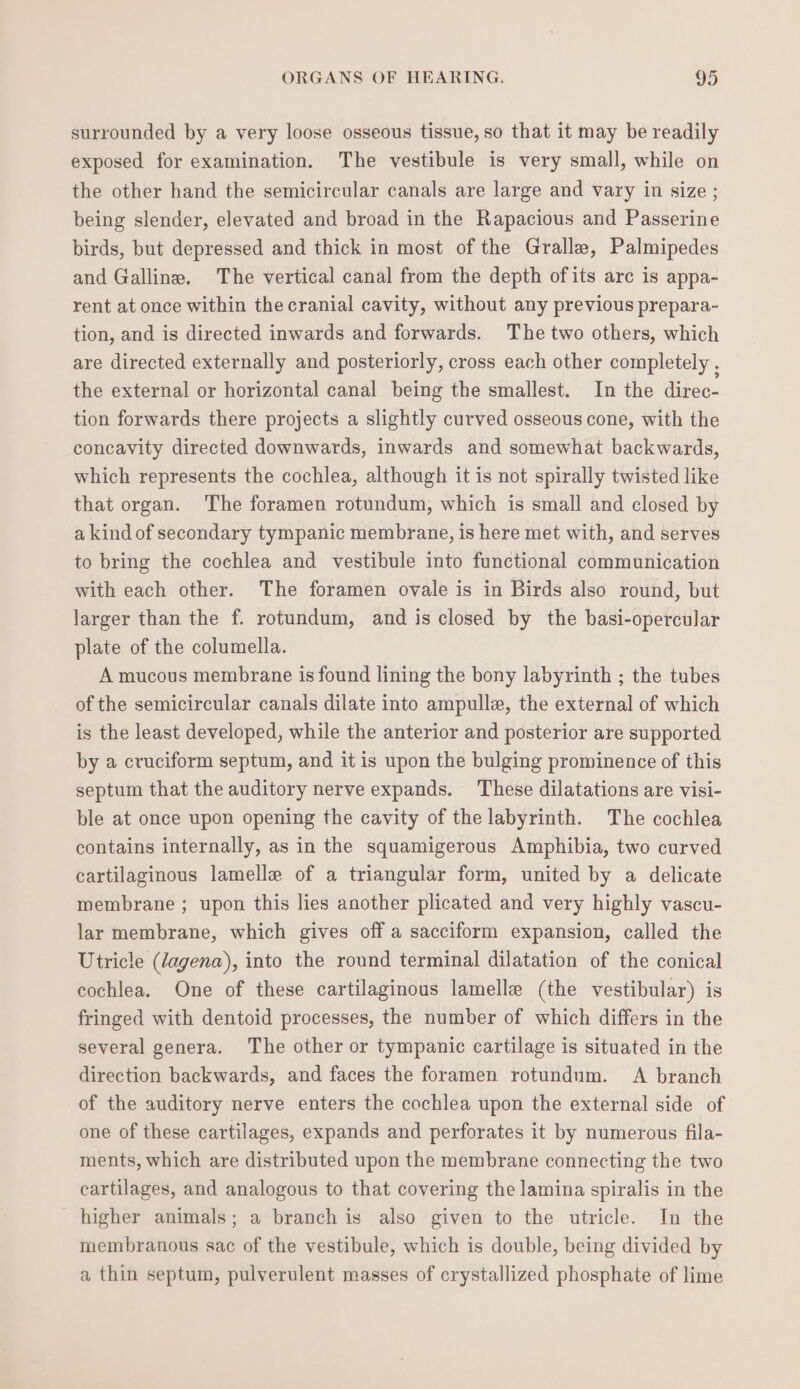 surrounded by a very loose osseous tissue, so that it may be readily exposed for examination. The vestibule is very small, while on the other hand the semicircular canals are large and vary in size ; being slender, elevated and broad in the Rapacious and Passerine birds, but depressed and thick in most of the Gralla, Palmipedes and Galline. The vertical canal from the depth ofits arc is appa- rent at once within the cranial cavity, without any previous prepara- tion, and is directed inwards and forwards. The two others, which are directed externally and posteriorly, cross each other completely , the external or horizontal canal being the smallest. In the direc- tion forwards there projects a slightly curved osseous cone, with the concavity directed downwards, inwards and somewhat backwards, which represents the cochlea, although it is not spirally twisted like that organ. The foramen rotundum, which is small and closed by a kind of secondary tympanic membrane, is here met with, and serves to bring the cochlea and vestibule into functional communication with each other. The foramen ovale is in Birds also round, but larger than the f. rotundum, and is closed by the basi-opercular plate of the columella. A mucous membrane is found lining the bony labyrinth ; the tubes of the semicircular canals dilate into ampulle, the external of which is the least developed, while the anterior and posterior are supported by a cruciform septum, and it is upon the bulging prominence of this septum that the auditory nerve expands. These dilatations are visi- ble at once upon opening the cavity of the labyrinth. The cochlea contains internally, as in the squamigerous Amphibia, two curved cartilaginous lamelle of a triangular form, united by a delicate membrane ; upon this lies another plicated and very highly vascu- lar membrane, which gives off a sacciform expansion, called the Utricle (dagena), into the round terminal dilatation of the conical cochlea. One of these cartilaginous lamelle (the vestibular) is fringed with dentoid processes, the number of which differs in the several genera. The other or tympanic cartilage is situated in the direction backwards, and faces the foramen rotundum. A branch of the auditory nerve enters the cochlea upon the external side of one of these cartilages, expands and perforates it by numerous fila- ments, which are distributed upon the membrane connecting the two cartilages, and analogous to that covering the lamina spiralis in the higher animals; a branch is also given to the utricle. In the membranous sac of the vestibule, which is double, being divided by a thin septum, pulverulent masses of crystallized phosphate of lime