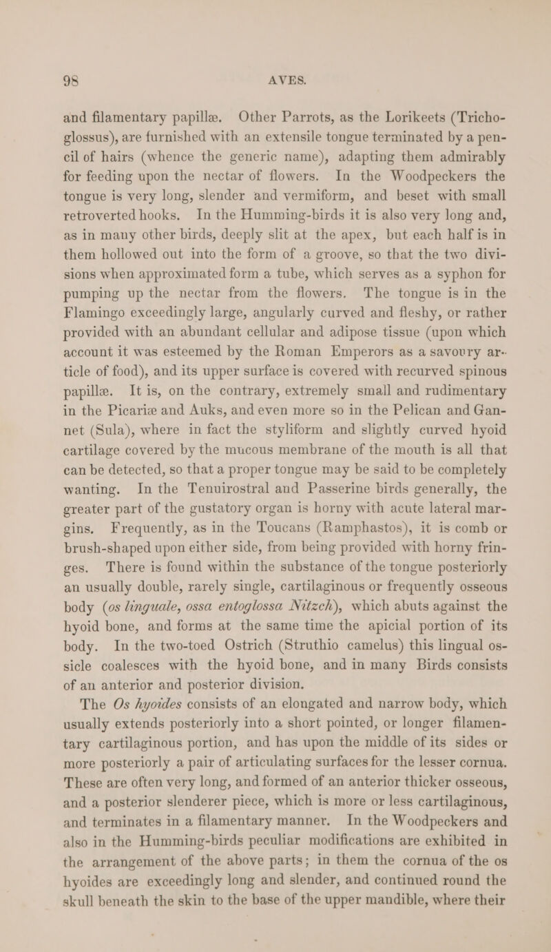 and filamentary papille. Other Parrots, as the Lorikeets (Tricho- glossus), are furnished with an extensile tongue terminated by a pen- cil of hairs (whence the generic name), adapting them admirably for feeding upon the nectar of flowers. In the Woodpeckers the tongue is very long, slender and vermiform, and beset with small retroverted hooks. In the Humming-birds it is also very long and, as in many other birds, deeply slit at the apex, but each half is in them hollowed out into the form of a groove, so that the two divi- sions when approximated form a tube, which serves as a syphon for pumping up the nectar from the flowers. The tongue is in the Flamingo exceedingly large, angularly curved and fleshy, or rather provided with an abundant cellular and adipose tissue (upon which account it was esteemed by the Roman Emperors as a savoury ar- ticle of food), and its upper surface is covered with recurved spinous papille. It is, on the contrary, extremely small and rudimentary in the Picariz and Auks, and even more so in the Pelican and Gan- net (Sula), where in fact the styliform and slightly curved hyoid cartilage covered by the mucous membrane of the mouth is all that can be detected, so that a proper tongue may be said to be completely wanting. Inthe Tenuirostral and Passerine birds generally, the greater part of the gustatory organ is horny with acute lateral mar- gins. Frequently, as in the Toucans (Ramphastos), it is comb or brush-shaped upon either side, from being provided with horny frin- ges. There is found within the substance of the tongue posteriorly an usually double, rarely single, cartilaginous or frequently osseous body (os Linguale, ossa entoglossa Nitzch), which abuts against the hyoid bone, and forms at the same time the apicial portion of its body. In the two-toed Ostrich (Struthio camelus) this lingual os- sicle coalesces with the hyoid bone, and in many Birds consists of an anterior and posterior division. The Os hyoides consists of an elongated and narrow body, which usually extends posteriorly into a short pointed, or longer filamen- tary cartilaginous portion, and has upon the middle of its sides or more posteriorly a pair of articulating surfaces for the lesser cornua. These are often very long, and formed of an anterior thicker osseous, and a posterior slenderer piece, which is more or less cartilaginous, and terminates in a filamentary manner. In the Woodpeckers and also in the Humming-birds peculiar modifications are exhibited in the arrangement of the above parts; in them the cornua of the os hyoides are exceedingly long and slender, and continued round the skull beneath the skin to the base of the upper mandible, where their