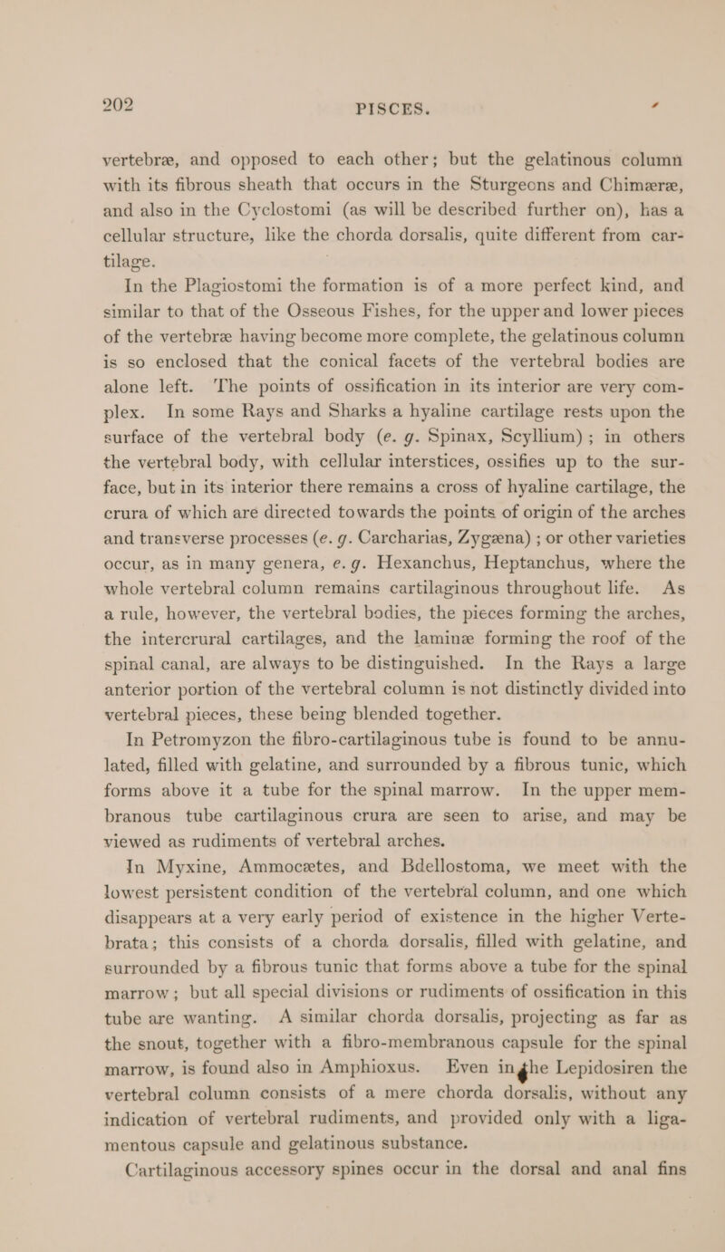 vertebr&amp;, and opposed to each other; but the gelatinous column with its fibrous sheath that occurs in the Sturgeons and Chimere, and also in the Cyclostomi (as will be described further on), has a cellular structure, like the chorda dorsalis, quite different from car- tilage. . In the Plagiostomi the formation is of a more perfect kind, and similar to that of the Osseous Fishes, for the upper and lower pieces of the vertebr&amp; having become more complete, the gelatinous column is so enclosed that the conical facets of the vertebral bodies are alone left. ‘The points of ossification in its interior are very com- plex. In some Rays and Sharks a hyaline cartilage rests upon the surface of the vertebral body (e. g. Spinax, Scyllium) ; in others the vertebral body, with cellular interstices, ossifies up to the sur- face, but in its interior there remains a cross of hyaline cartilage, the crura of which are directed towards the points of origin of the arches and transverse processes (e. g. Carcharias, Zygzena) ; or other varieties occur, as in many genera, e.g. Hexanchus, Heptanchus, where the whole vertebral column remains cartilaginous throughout life. As a rule, however, the vertebral bodies, the pieces forming the arches, the intercrural cartilages, and the laminz forming the roof of the spinal canal, are always to be distinguished. In the Rays a large anterior portion of the vertebral column is not distinctly divided into vertebral pieces, these being blended together. In Petromyzon the fibro-cartilaginous tube is found to be annu- lated, filled with gelatine, and surrounded by a fibrous tunic, which forms above it a tube for the spinal marrow. In the upper mem- branous tube cartilaginous crura are seen to arise, and may be viewed as rudiments of vertebral arches. In Myxine, Ammocetes, and Bdellostoma, we meet with the lowest persistent condition of the vertebral column, and one which disappears at a very early period of existence in the higher Verte- brata; this consists of a chorda dorsalis, filled with gelatine, and surrounded by a fibrous tunic that forms above a tube for the spinal marrow ; but all special divisions or rudiments of ossification in this tube are wanting. A similar chorda dorsalis, projecting as far as the snout, together with a fibro-membranous capsule for the spinal marrow, is found also in Amphioxus. Even inghe Lepidosiren the vertebral column consists of a mere chorda dorsalis, without any indication of vertebral rudiments, and provided only with a liga- mentous capsule and gelatinous substance. Cartilaginous accessory spines occur in the dorsal and anal fins