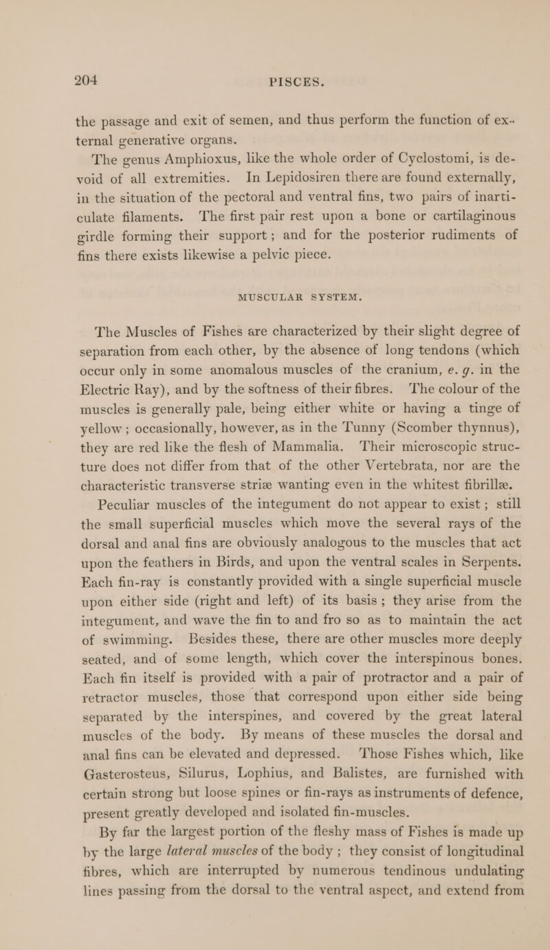 the passage and exit of semen, and thus perform the function of ex. ternal generative organs. The genus Amphioxus, like the whole order of Cyclostomi, is de- void of all extremities. In Lepidosiren there are found externally, in the situation of the pectoral and ventral fins, two pairs of inarti- culate filaments. The first pair rest upon a bone or cartilaginous girdle forming their support; and for the posterior rudiments of fins there exists likewise a pelvic piece. MUSCULAR SYSTEM. The Muscles of Fishes are characterized by their slight degree of separation from each other, by the absence of long tendons (which occur only in some anomalous muscles of the cranium, e. g. in the Electric Ray), and by the softness of their fibres. The colour of the muscles is generally pale, being either white or having a tinge of yellow ; occasionally, however, as in the Tunny (Scomber thynnus), they are red like the flesh of Mammalia. Their microscopic struc- ture does not differ from that of the other Vertebrata, nor are the characteristic transverse strie wanting even in the whitest fibrille. Peculiar muscles of the integument do not appear to exist ; still the small superficial muscles which move the several rays of the dorsal and anal fins are obviously analogous to the muscles that act upon the feathers in Birds, and upon the ventral scales in Serpents. Each fin-ray is constantly provided with a single superficial muscle upon either side (right and left) of its basis; they arise from the integument, and wave the fin to and fro so as to maintain the act of swimming. Besides these, there are other muscles more deeply seated, and of some length, which cover the interspinous bones. Each fin itself is provided with a pair of protractor and a pair of retractor muscles, those that correspond upon either side being separated by the interspines, and covered by the great lateral muscles of the body. By means of these muscles the dorsal and anal fins can be elevated and depressed. ‘Those Fishes which, like Gasterosteus, Silurus, Lophius, and Balistes, are furnished with certain strong but loose spines or fin-rays as instruments of defence, present greatly developed and isolated fin-muscles. By far the largest portion of the fleshy mass of Fishes is made up by the large lateral muscles of the body ; they consist of longitudinal fibres, which are interrupted by numerous tendinous undulating lines passing from the dorsal to the ventral aspect, and extend from