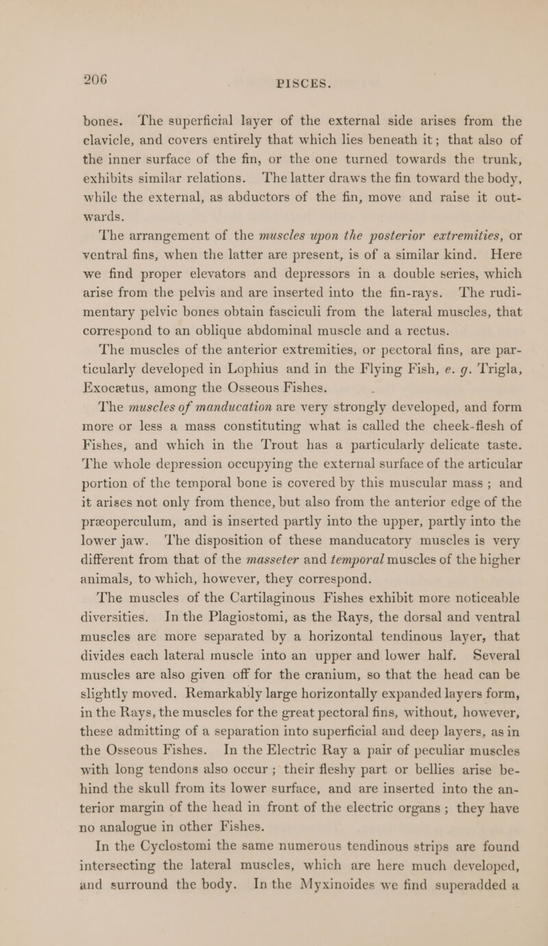 bones. The superficial layer of the external side arises from the clavicle, and covers entirely that which lies beneath it; that also of the inner surface of the fin, or the one turned towards the trunk, exhibits similar relations. The latter draws the fin toward the body, while the external, as abductors of the fin, move and raise it out- wards. The arrangement of the muscles upon the posterior extremities, or ventral fins, when the latter are present, is of a similar kind. Here we find proper elevators and depressors in a double series, which arise from the pelvis and are inserted into the fin-rays. The rudi- mentary pelvic bones obtain fasciculi from the lateral muscles, that correspond to an oblique abdominal muscle and a rectus. The muscles of the anterior extremities, or pectoral fins, are par- ticularly developed in Lophius and in the Flying Fish, e. g. Trigla, Exocetus, among the Osseous Fishes. The muscles of manducation are very strongly developed, and form more or less a mass constituting what is called the cheek-flesh of Fishes, and which in the Trout has a particularly delicate taste. The whole depression occupying the external surface of the articular portion of the temporal bone is covered by this muscular mass ; and it arises not only from thence, but also from the anterior edge of the preeoperculum, and is inserted partly into the upper, partly into the lower jaw. ‘The disposition of these manducatory muscles is very different from that of the masseter and temporal muscles of the higher animals, to which, however, they correspond. The muscles of the Cartilaginous Fishes exhibit more noticeable diversities. In the Plagiostomi, as the Rays, the dorsal and ventral muscles are more separated by a horizontal tendinous layer, that divides each lateral muscle into an upper and lower half. Several muscles are also given off for the cranium, so that the head can be slightly moved. Remarkably large horizontally expanded layers form, in the Rays, the muscles for the great pectoral fins, without, however, these admitting of a separation into superficial and deep layers, as in the Osseous Fishes. In the Electric Ray a pair of peculiar muscles with long tendons also occur ; their fleshy part or bellies arise be- hind the skull from its lower surface, and are inserted into the an- terior margin of the head in front of the electric organs ; they have no analogue in other Fishes. In the Cyclostomi the same numerous tendinous strips are found intersecting the lateral muscles, which are here much developed, and surround the body. Inthe Myxinoides we find superadded a