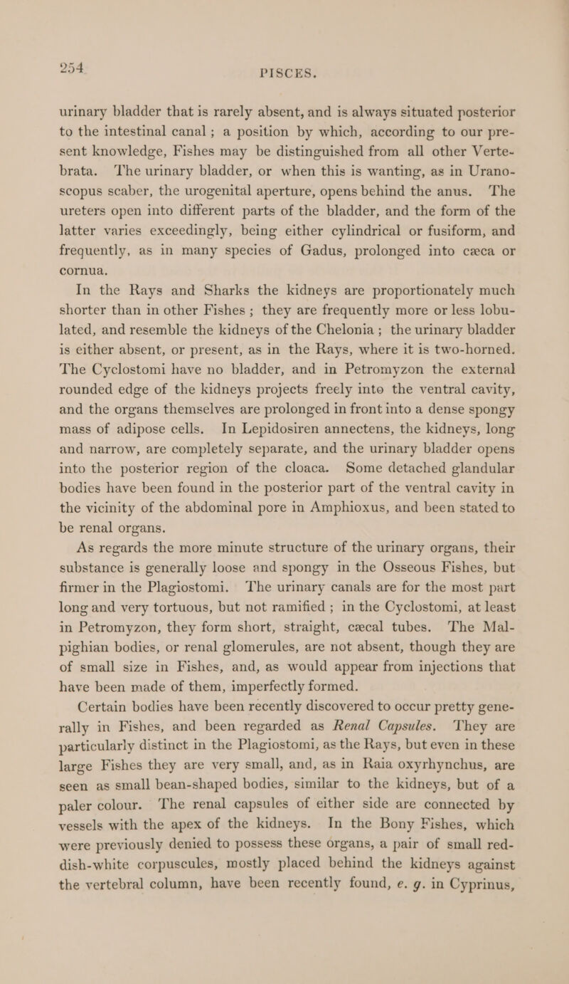 urinary bladder that is rarely absent, and is always situated posterior to the intestinal canal; a position by which, according to our pre- sent knowledge, Fishes may be distinguished from all other Verte- brata. ‘The urinary bladder, or when this is wanting, as in Urano- scopus scaber, the urogenital aperture, opens behind the anus. The ureters open into different parts of the bladder, and the form of the latter varies exceedingly, being either cylindrical or fusiform, and frequently, as in many species of Gadus, prolonged into ceca or cornua. In the Rays and Sharks the kidneys are proportionately much shorter than in other Fishes ; they are frequently more or less lobu- lated, and resemble the kidneys of the Chelonia ; the urinary bladder is either absent, or present, as in the Rays, where it is two-horned. The Cyclostomi have no bladder, and in Petromyzon the external rounded edge of the kidneys projects freely into the ventral cavity, and the organs themselves are prolonged in front into a dense spongy mass of adipose cells. In Lepidosiren annectens, the kidneys, long and narrow, are completely separate, and the urinary bladder opens into the posterior region of the cloaca. Some detached glandular bodies have been found in the posterior part of the ventral cavity in the vicinity of the abdominal pore in Amphioxus, and been stated to be renal organs. As regards the more minute structure of the urinary organs, their substance is generally loose and spongy in the Osseous Fishes, but firmer in the Plagiostomi. The urinary canals are for the most part long and very tortuous, but not ramified ; in the Cyclostomi, at least in Petromyzon, they form short, straight, caecal tubes. The Mal- pighian bodies, or renal glomerules, are not absent, though they are of small size in Fishes, and, as would appear from injections that have been made of them, imperfectly formed. Certain bodies have been recently discovered to occur pretty gene- rally in Fishes, and been regarded as Renal Capsules. They are particularly distinct in the Plagiostomi, as the Rays, but even in these large Fishes they are very small, and, as in Raia oxyrhynchus, are seen as small bean-shaped bodies, similar to the kidneys, but of a paler colour. T he renal capsules of either side are connected by vessels with the apex of the kidneys. In the Bony Fishes, which were previously denied to possess these organs, a pair of small red- dish-white corpuscules, mostly placed behind the kidneys against the vertebral column, have been recently found, e. g. in Cyprinus,