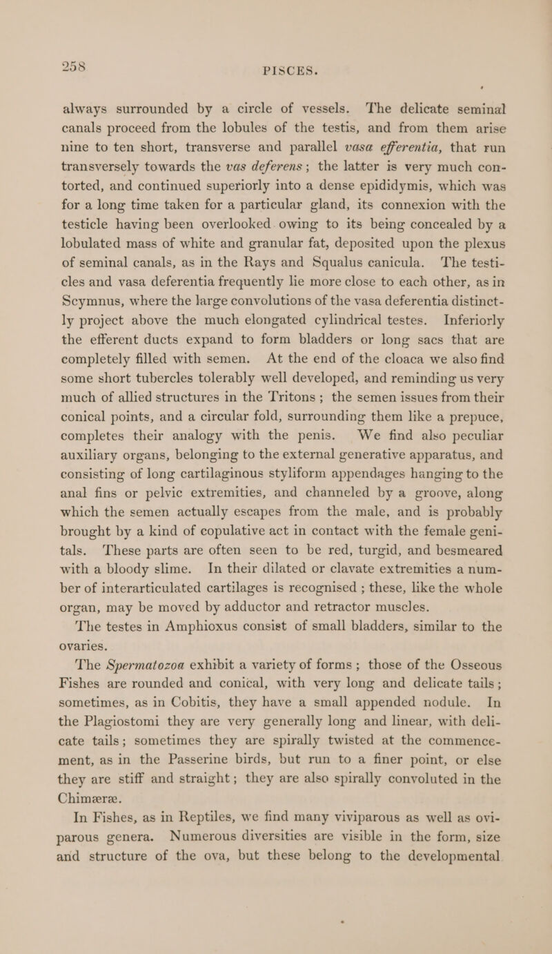 Or 10 6) always surrounded by a circle of vessels. The delicate seminal canals proceed from the lobules of the testis, and from them arise nine to ten short, transverse and parallel vasa efferentia, that run transversely towards the vas deferens; the latter is very much con- torted, and continued superiorly into a dense epididymis, which was for a long time taken for a particular gland, its connexion with the testicle having been overlooked. owing to its being concealed by a lobulated mass of white and granular fat, deposited upon the plexus of seminal canals, as in the Rays and Squalus eanicula. The testi- cles and vasa deferentia frequently lie more close to each other, asin Scymnus, where the large convolutions of the vasa deferentia distinct- ly project above the much elongated cylindrical testes. Inferiorly the efferent ducts expand to form bladders or long sacs that are completely filled with semen. At the end of the cloaca we also find some short tubercles tolerably well developed, and reminding us very much of allied structures in the Tritons ; the semen issues from their conical points, and a circular fold, surrounding them like a prepuce, completes their analogy with the penis. We find also peculiar auxiliary organs, belonging to the external generative apparatus, and consisting of long cartilaginous styliform appendages hanging to the anal fins or pelvic extremities, and channeled by a groove, along which the semen actually escapes from the male, and is probably brought by a kind of copulative act in contact with the female geni- tals. These parts are often seen to be red, turgid, and besmeared with a bloody slime. In their dilated or clavate extremities a num- ber of interarticulated cartilages is recognised ; these, like the whole organ, may be moved by adductor and retractor muscles. The testes in Amphioxus consist of small bladders, similar to the ovaries. The Spermatozoa exhibit a variety of forms ; those of the Osseous Fishes are rounded and conical, with very long and delicate tails ; sometimes, as in Cobitis, they have a small appended nodule. In the Plagiostomi they are very generally long and linear, with deli- cate tails; sometimes they are spirally twisted at the commence- ment, as in the Passerine birds, but run to a finer point, or else they are stiff and straight; they are also spirally convoluted in the Chimere. In Fishes, as in Reptiles, we find many viviparous as well as ovi- parous genera. Numerous diversities are visible in the form, size and structure of the ova, but these belong to the developmental