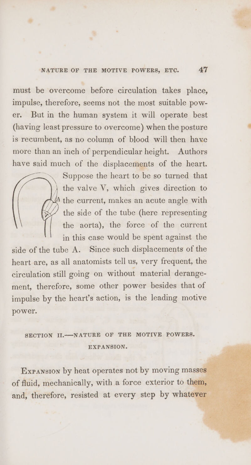 must be overcome before circulation takes place, impulse, therefore, seems not the most suitable pow- er. But in the human system it will operate best (having least pressure to overcome) when the posture is recumbent, as no column of blood will then have more than an inch of perpendicular height. Authors have said much of the displacements of the heart. Bi Suppose the heart to be so turned that ) } the valve V, which gives direction to /4 the current, makes an acute angle with the side of the tube (here representing the aorta), the force of the current in this case would be spent against the side of the tube A. Since such displacements of the heart are, as all anatomists tell us, very frequent, the circulation still going on without material derange- ment, therefore, some other power besides that of impulse by the heart’s action, is the leading motive power. SECTION II.-—NATURE OF THE MOTIVE POWERS. EXPANSION. Expansion by heat operates not by moving masses of fluid, mechanically, with a force exterior to them, and, therefore, resisted at every step by whatever