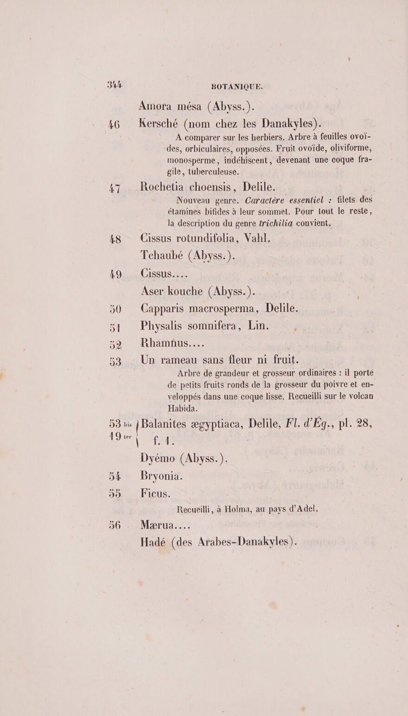 BOTANIQUE. Amora mésa (Abyss.). 46 Kersché (nom chez les Danakyles). À comparer sur les herbiers. Arbre à feuilles ovoï- des, orbiculaires, opposées. Fruit ovoïde, oliviforme, monosperme, indéhiscent, devenant une coque fra- gile, tuberculeuse. 47 Rochetia choensis, Delile, Nouveau genre, Caractère essentiel : filets des étamines bifides à leur sommet. Pour tout le reste, la description du genre trichilia convient. 48 Cissus rotundifolia, Vahl, Tehaubé (Abyss.). KL 94... GISSUS..3. Aser kouche (Abyss. ). 50 Capparis macrosperma, Delile. 54 Physalis somnifera, Lin. 52 Rhamnus..… 33 - Un rameau sans fleur ni fruit. Arbre de grandeur et grosseur ordinaires : il porte de petits fruits ronds de la grosseur du poivre et en- veloppés dans une coque lisse. Recueilli sur le volcan Habida. 53 bis | Balanites æcyptiaca, Delile, FT. d'Ég., pl. 28, 190 6 Dyémo (Abyss.). 54 Bryonia. 55 Ficus. Recueilli, à Holma, au pays d’Adel, 56. Mærua..… Hadé (des Arabes-Danakyles).