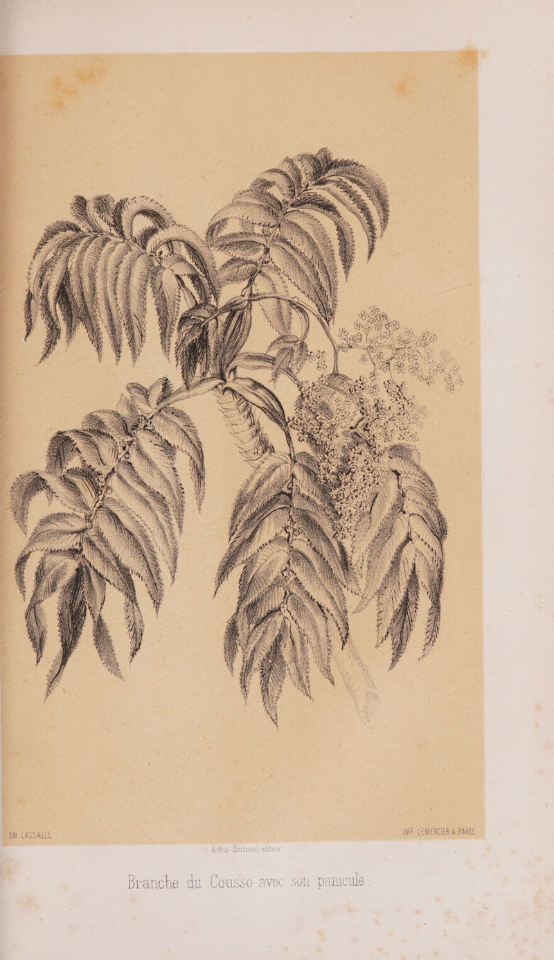 EN LASSALLE à ce >, (NÉ LEMERCIER 4 PARIS Branche du Cousso avec son pamicule