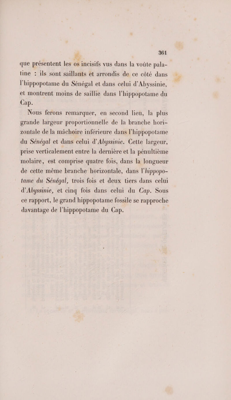 que présentent les os incisifs vus dans la voûte pala- tine : ils sont saillants et arrondis de ce côté dans l'hippopotame du Sénégal et dans celui d’Abyssinie, et montrent moins de saillie dans l’hippopotame du Cap. Nous ferons remarquer, en second lieu, la plus grande largeur proportionnelle de la branche hori- zontale de la mâchoire inférieure dans l’hippopotame du Sénégal et dans celui d’Abyssinie. Cette largeur, prise verticalement entre la dernière et la pénultième molaire, est comprise quatre fois, dans la longueur de cette même branche horizontale, dans l’hippopo- tame du Sénégal, trois fois et deux tiers dans celui d’Abyssinie, et cinq fois dans celui du Cap. Sous ce rapport, le grand hippopotame fossile se rapproche davantage de l'hippopotame du Cap.