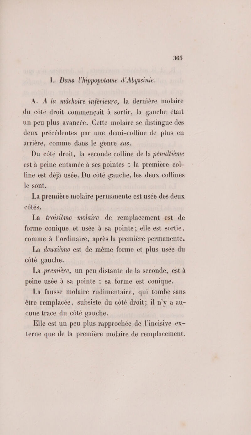 1. Dans l’hippopotame d’Abyssinie. À. À la mâchoire inférieure, la dernière molaire du côté droit commençait à sortir, la gauche était un peu plus avancée. Cette molaire se distingue des deux précédentes par une demi-colline de plus en arrière, comme dans le genre sus. Du côté droit, la seconde colline de la pénultième est à peine entamée à ses pointes : la première col- line est déjà usée. Du eôté gauche, les deux collines le sont. La première molaire permanente est usée des deux côtés. La troisième molaire de remplacement est de forme conique et usée à sa pointe; elle est sortie, comme à l'ordinaire, après la première permanente. La deuxième est de même forme et plus usée du côté gauche. | La première, un peu distante de la seconde, est à peine usée à sa pointe : sa forme est conique. La fausse molaire rudimentaire, qui tombe sans être remplacée, subsiste du côté droit; il n’y a au- cune trace du côté gauche. Elle est un peu plus rapprochée de l’incisive ex- terne que de la première molaire de remplacement.