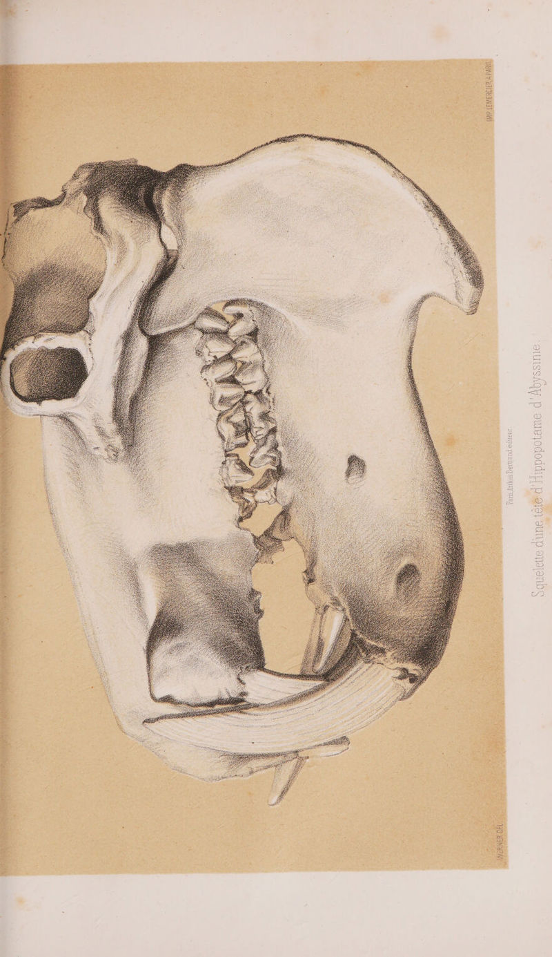 IMP.LEMERCIER A PARIS, ANERNER DEL.