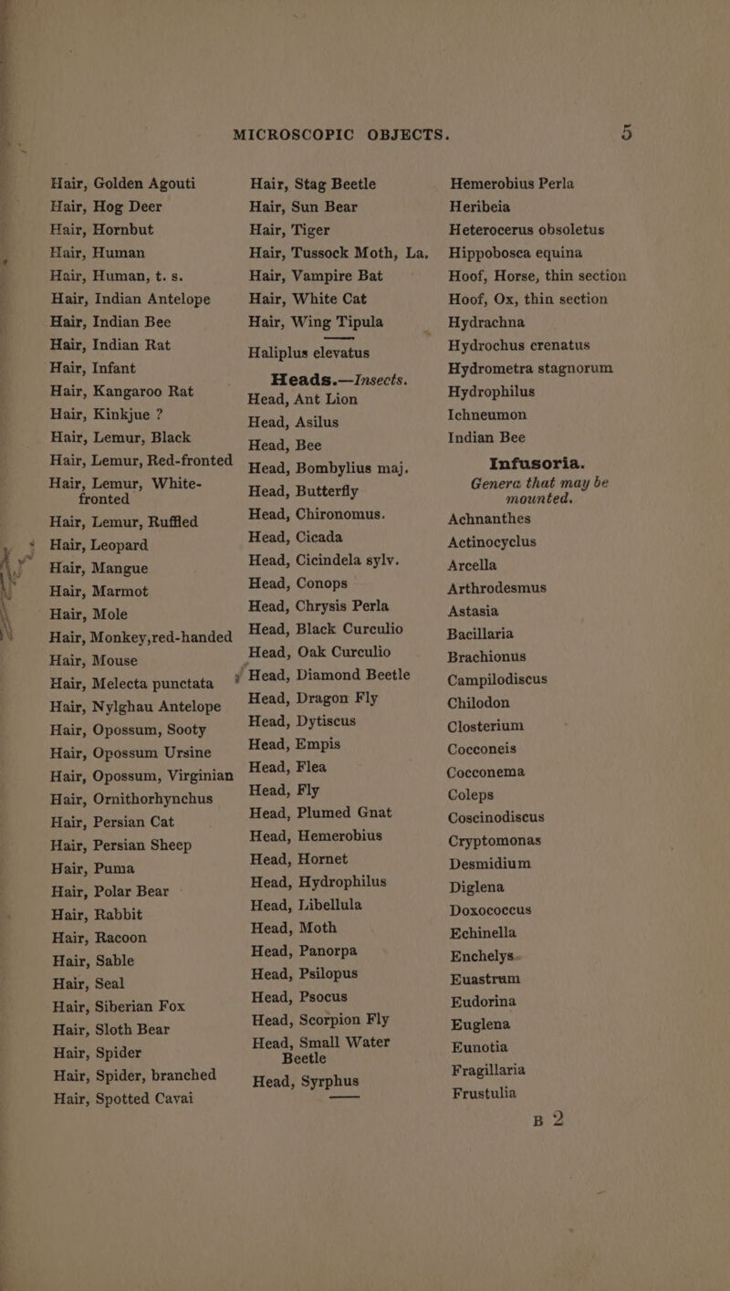 Hair, Golden Agouti Hair, Hog Deer Hair, Hornbut Hair, Human Hair, Human, t.s. Hair, Indian Antelope Hair, Indian Bee Hair, Indian Rat Hair, Infant Hair, Kangaroo Rat Hair, Kinkjue ? Hair, Lemur, Black Hair, Lemur, Red-fronted Hair, Lemur, White- fronted Hair, Lemur, Ruffled Hair, Leopard Hair, Mangue Hair, Marmot Hair, Mole Hair, Monkey,red-handed Hair, Mouse Hair, Melecta punctata Hair, Nylghau Antelope Hair, Opossum, Sooty Hair, Opossum Ursine Hair, Opossum, Virginian Hair, Ornithorhynchus Hair, Persian Cat Hair, Persian Sheep Hair, Puma Hair, Polar Bear Hair, Rabbit Hair, Racoon Hair, Sable Hair, Seal Hair, Siberian Fox Hair, Sloth Bear Hair, Spider Hair, Spider, branched Hair, Spotted Cavai Hair, Stag Beetle Hair, Sun Bear Hair, Tiger Hair, Tussock Moth, La, Hair, Vampire Bat Hair, White Cat Hair, Wing Tipula Haliplus elevatus Heads.—Insects. Head, Ant Lion Head, Asilus Head, Bee Head, Bombylius maj. Head, Butterfly Head, Chironomus. Head, Cicada Head, Cicindela sylv. Head, Conops Head, Chrysis Perla Head, Black Curculio Head, Dragon Fly Head, Dytiscus Head, Empis Head, Flea Head, Fly Head, Plumed Gnat Head, Hemerobius Head, Hornet Head, Hydrophilus Head, Libellula Head, Moth Head, Panorpa Head, Psilopus Head, Psocus Head, Scorpion Fly Head, Small Water Beetle Head, Syrphus Ou Hemerobius Perla Heribeia Heterocerus obsoletus Hippobosca equina Hoof, Horse, thin section Hoof, Ox, thin section Hydrachna Hydrochus crenatus Hydrometra stagnorum Hydrophilus Ichneumon Indian Bee Infusoria. Genera that may be mounted. Achnanthes Actinocyclus Arcella Arthrodesmus Astasia Bacillaria Brachionus Campilodiscus Chilodon Closterium Cocconeis Cocconema Coleps Coscinodiscus Cryptomonas Desmidium Diglena Doxococcus Echinella Enchelys. Euastrum Eudorina Euglena Eunotia Fragillaria Frustulia