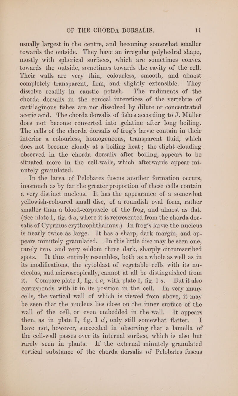 usually largest in the centre, and becoming somewhat smaller towards the outside. They have an irregular polyhedral shape, mostly with spherical surfaces, which are sometimes convex towards the outside, sometimes towards the cavity of the cell. Their walls are very thin, colourless, smooth, and almost completely transparent, firm, and slightly extensible. They dissolve readily in caustic potash. The rudiments of the chorda dorsalis in the conical interstices of the vertebre of cartilaginous fishes are not dissolved by dilute or concentrated acetic acid. The chorda dorsalis of fishes according to J. Müller does not become converted into gelatine after long boiling. The cells of the chorda dorsalis of frog’s larvee contain in their interior a colourless, homogeneous, transparent fluid, which does not become cloudy at a boiling heat; the slight clouding observed in the chorda dorsalis after boiling, appears to be situated more in the cell-walls, which afterwards appear mi- nutely granulated. In the larva of Pelobates fuscus another formation occurs, inasmuch as by far the greater proportion of these cells contain a very distinct nucleus. It has the appearance of a somewhat yellowish-coloured small disc, of a roundish oval form, rather smaller than a blood-corpuscle of the frog, and almost as flat. (See plate I, fig. 4 a, where it is represented from the chorda dor- salis of Cyprinus erythrophthalmus.) In frog’s larve the nucleus is nearly twice as large. It has a sharp, dark margin, and ap- pears minutely granulated. In this little disc may be seen one, rarely two, and very seldom three dark, sharply circumscribed spots. It thus entirely resembles, both as a whole as well as in its modifications, the cytoblast of vegetable cells with its nu- cleolus, and microscopically, cannot at all be distinguished from it. Compare plate I, fig. 4a, with plate I, fig. 1a. Butit also corresponds with it in its position in the cell. In very many cells, the vertical wall of which is viewed from above, it may be seen that the nucleus lies close on the inner surface of the wall of the cell, or even embedded in the wall. It appears then, as in plate I, fig. 1 a’, only still somewhat flatter. I have not, however, succeeded in observing that a lamella of the cell-wall passes over its internal surface, which is also but rarely seen in plants. If the external minutely granulated cortical substance of the chorda dorsalis of Pelobates fuscus
