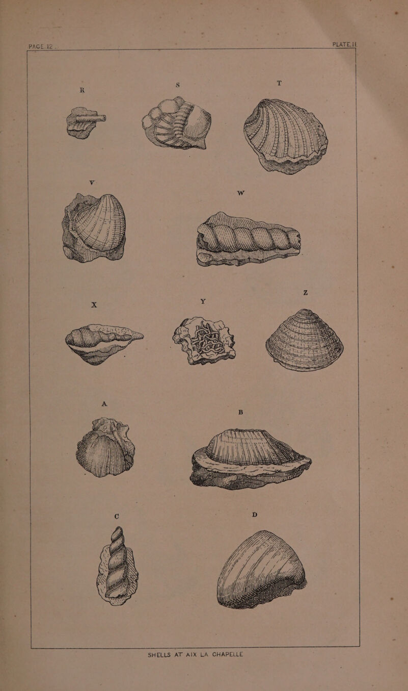 PAGE.I2. ; PLATE. If. al Cra) nous Baik ie» Pp Ns SHELLS AT AIX LA CHAPELLE