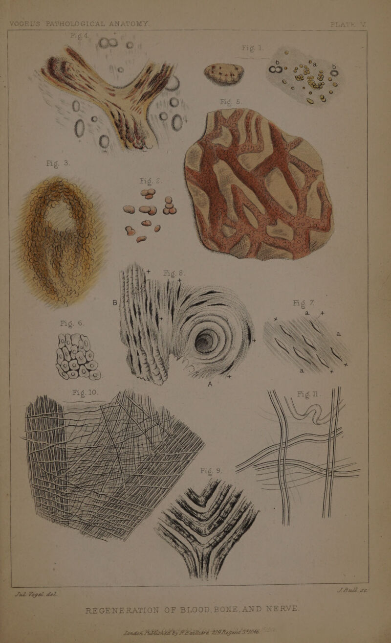 | . | Dr; 7 Ko peter TH VV TY. YY f AT SILAS oh REGENERATION OF BLOOD, BONE,AND NERVE. London Pibtesh it by PB anid BO Reged S886 = ms “ as fe