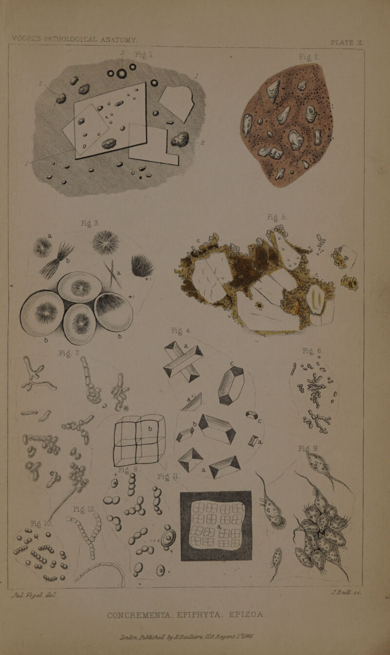 PLATE X, hcl Nos Pherae are is ’ = — ed S ee | ‘ | is I | | . Fuel Vogel, tad. EPIPHYTA. EPIZOA. CONCREMENTA.
