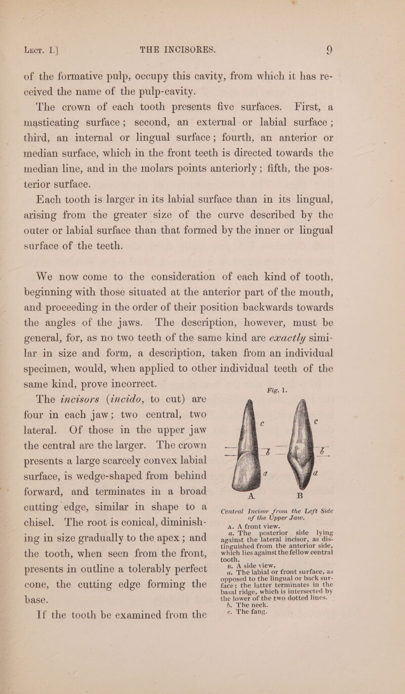 Lyor. 1] THE INCISORES. 0) of the formative pulp, occupy this cavity, from which it has re- ceived the name of the pulp-cavity. The crown of each tooth presents five surfaces. First, a masticating surface; second, an external or labial surface ; third, an internal or lingual surface; fourth, an anterior or median surface, which in the front teeth is directed towards the median line, and in the molars points anteriorly ; fifth, the pos- terior surface. Each tooth is larger in its labial surface than in its lingual, arising from the greater size of the curve described by the outer or labial surface than that formed by the inner or lingual surface of the teeth. We now come to the consideration of each kind of tooth, beginning with those situated at the anterior part of the mouth, and proceeding in the order of their position backwards towards the angles of the jaws. The description, however, must be general, for, as no two teeth of the same kind are exactly sim1- lar in size and form, a description, taken from an individual specimen, would, when applied to other individual teeth of the same kind, prove incorrect. The incisors (incido, to cut) are four in each jaw; two central, two lateral. Of those in the upper jaw the central are the larger. The crown presents a large scarcely convex labial surface, is wedge-shaped from behind forward, and terminates in a broad cutting edge, similar ue shape to a Central Incisor from the Left Side of the Upper Jaw. A. ae view. ee : s = 2 Zs a. The posterior side lying ng in $1Ze gt adually to the apex 2 and against the lateral incisor, as dis- tinguished from the anterior side, the tooth, when seen from the front, pies lies against the fellow central tooth. presents in outline a? tolerably periect . ? tec tabiet or front surface, as : : opposed to the lingual or back sur- cone, the cutting edge forming the fice: the latter terminates in the basal ridge, which is intersected by base. the lower of the two dotted lines. b. The neek. If the tooth be examined from the — “ The fan chisel. ‘The root is conical, diminish-