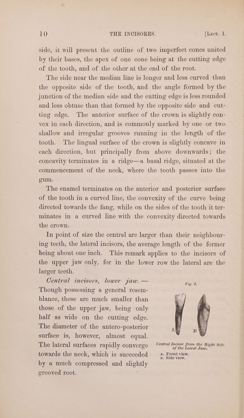 side, it will present the outline of two imperfect cones united by their bases, the apex of one cone being at the cutting edge of the tooth, and of the other at the end of the root. The side near the median line is longer and less curved than the opposite side of the tooth, and the angle formed by the junction of the median side and the cutting edge is less rounded and less obtuse than that formed by the opposite side and cut- ting edge. The anterior surface of the crown is slightly con- vex in each direction, and is commonly marked by one or two shallow and irregular grooves running in the length of the tooth. The lingual surface of the crown is slightly concave in each direction, but principally from above downwards; the concavity terminates in a ridge—a basal ridge, situated at the commencement of the neck, where the tooth passes into the gum. The enamel terminates on the anterior and posterior surface of the tooth in a curved line, the convexity of the curve being directed towards the fang, while on the sides of the tooth it ter- minates in a curved line with the convexity directed towards the crown. In point of size the central are larger than their neighbour- ing teeth, the lateral incisors, the average length of the former being about one inch. This remark applies to the incisors of the upper jaw only, for in the lower row the lateral are the larger teeth. Central incisors, lower jaw. — Though possessing a general resem- blance, these are much smaller than those of the upper jaw, being only half as wide on the cutting edge. The diameter of the antero-posterior surface is, however, almost equal. ’ Central Incisor fr the Ri j The lateral surfaces rapidly converge eRe ty ae eee towards the neck, which is succeeded A. Front view. B. Side view. by a much compressed and slightly grooved root.