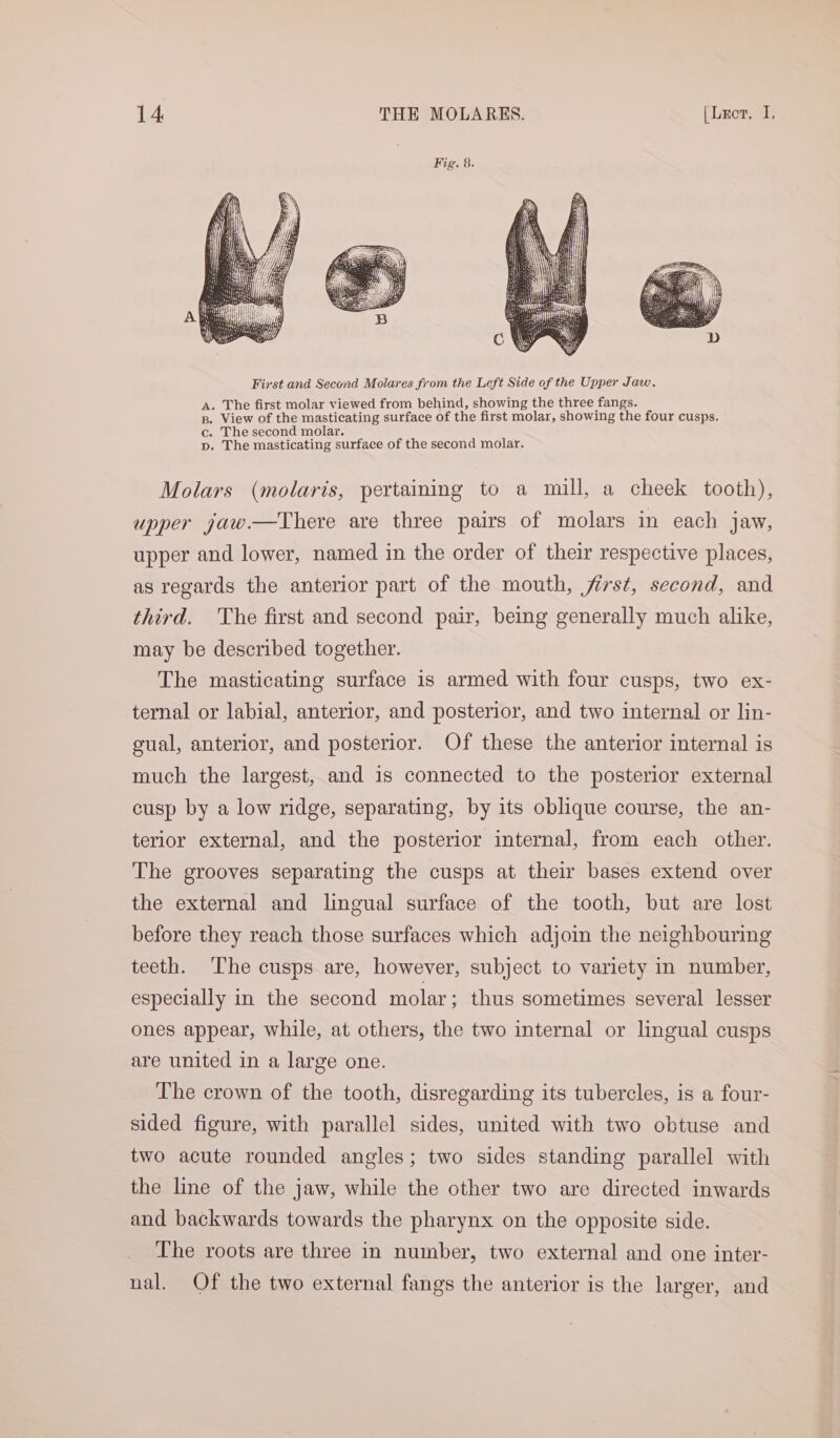Yor Molars (molaris, pertaining to a mill, a cheek tooth), upper jaw.—There are three pairs of molars in each jaw, upper and lower, named in the order of their respective places, as regards the anterior part of the mouth, first, second, and third. The first and second pair, being generally much alike, may be described together. The masticating surface is armed with four cusps, two ex- ternal or labial, anterior, and posterior, and two internal or lin- gual, anterior, and posterior. Of these the anterior internal is much the largest, and is connected to the posterior external cusp by a low ridge, separating, by its oblique course, the an- terior external, and the posterior internal, from each other. The grooves separating the cusps at their bases extend over the external and lingual surface of the tooth, but are lost before they reach those surfaces which adjoin the neighbouring teeth. The cusps are, however, subject to variety in number, especially in the second molar; thus sometimes several lesser ones appear, while, at others, the two internal or lingual cusps are united in a large one. The crown of the tooth, disregarding its tubercles, is a four- sided figure, with parallel sides, united with two obtuse and two acute rounded angles; two sides standing parallel with the line of the jaw, while the other two are directed inwards and backwards towards the pharynx on the opposite side. The roots are three in number, two external and one inter- nal. Of the two external fangs the anterior is the larger, and