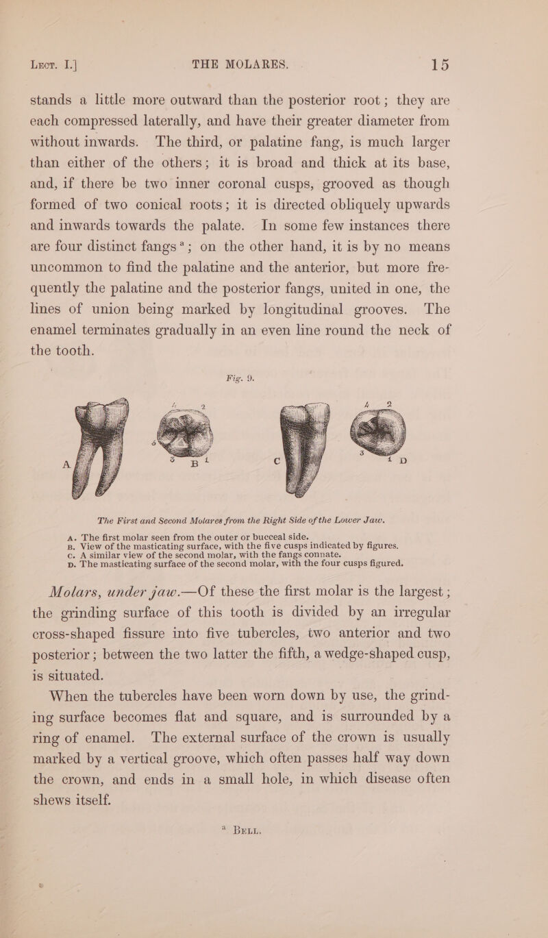 stands a little more outward than the posterior root; they are each compressed laterally, and have their greater diameter from without inwards. The third, or palatine fang, is much larger than either of the others; it is broad and thick at its base, and, if there be two inner coronal cusps, grooved as though formed of two conical roots; it is directed obliquely upwards and inwards towards the palate. In some few instances there are four distinct fangs’; on the other hand, it is by no means uncommon to find the palatine and the anterior, but more fre- quently the palatine and the posterior fangs, united in one, the lines of union being marked by longitudinal grooves. The enamel terminates gradually in an even line round the neck of the tooth. Fig. 9. The First and Second Molares from the Right Side of the Lower Jaw. . The first molar seen from the outer or bucceal side. View of the masticating surface, with the five cusps indicated by figures. A similar view of the second molar, with the fangs connate. . The masticating surface of the second molar, with the four cusps figured. pomD> Molars, under gyaw.—Of these the first molar is the largest ; the grinding surface of this tooth is divided by an irregular cross-shaped fissure into five tubercles, two anterior and two posterior ; between the two latter the fifth, a wedge-shaped cusp, is situated. When the tubercles have been worn down by use, the grind- ing surface becomes flat and square, and is surrounded by a ring of enamel. The external surface of the crown is usually marked by a vertical groove, which often passes half way down the crown, and ends in a small hole, in which disease often shews itself. 2S) ERD