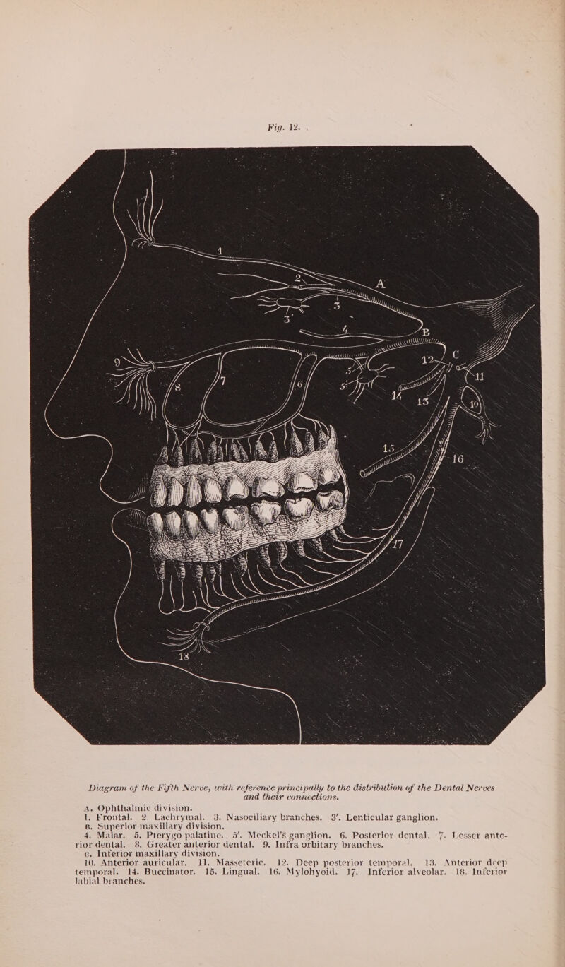 B Diagram of the Fifth Nerve, with reference principally to the distribution of the Dental Nerves and their connections. A. Ophthalmie division. 1, Frontal. 2. Lachrymal. 3. Nasociliary branches. 3’. Lenticular ganglion. B, Superior maxillary division. 4. Malar. 5. Pterygo palatine. 5’. Meckel’s ganglion. 6. Posterior dental. 7. Lesser ante- rior dental. 8. Greater anterior dental. 9. Infra orbitary branches. c. Inferior maxillary division. 10. Anterior auricular. 11, Masseteric, 12. Deep posterior temporal. 13. Anterior deep temporal. 14. Buccinator. 15. Lingual. 16. Mylohyoid. 17. Inferior alveolar. 18. Inferior Jabial branches.
