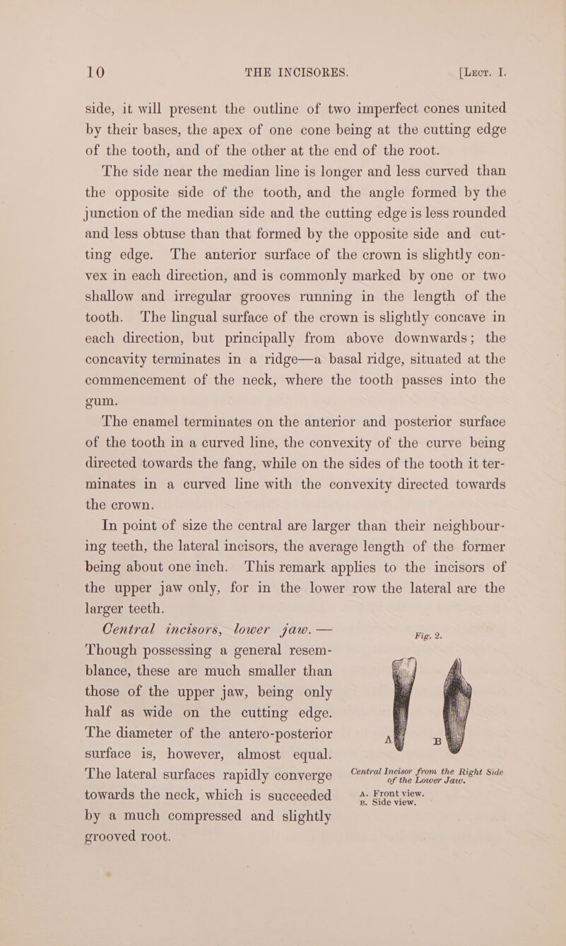 side, it will present the outline of two imperfect cones united by their bases, the apex of one cone being at the cutting edge of the tooth, and of the other at the end of the root. The side near the median line is longer and less curved than the opposite side of the tooth, and the angle formed by the junction of the median side and the cutting edge is less rounded and less obtuse than that formed by the opposite side and cut- ting edge. The anterior surface of the crown is slightly con- vex in each direction, and is commonly marked by one or two shallow and irregular grooves running in the length of the tooth. The lingual surface of the crown is slightly concave in each direction, but principally from above downwards; the concavity terminates in a ridge—a basal ridge, situated at the commencement of the neck, where the tooth passes into the gum. The enamel terminates on the anterior and posterior surface of the tooth in a curved line, the convexity of the curve being directed towards the fang, while on the sides of the tooth it ter- minates in a curved line with the convexity directed towards the crown. In point of size the central are larger than their neighbour- ing teeth, the lateral incisors, the average length of the former being about one inch. This remark applies to the incisors of the upper jaw only, for in the lower row the lateral are the larger teeth. Central incisors, lower jaw. — Though possessing a general resem- blance, these are much smaller than those of the upper jaw, being only half as wide on the cutting edge. The diameter of the antero-posterior surface is, however, almost equal. The lateral surfaces rapidly converge ©e/a! 1netson from ihe Right Side towards the neck, which is succeeded Ap Rrontwiew: by a much compressed and slightly grooved root.