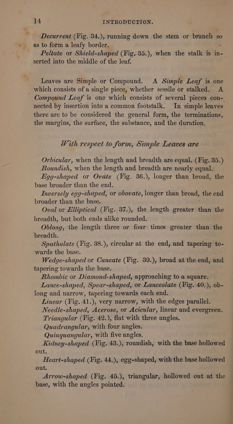 / 14 INTRODUCTION. Decurrent (Fig. 34.), running down the stem or branch so as to form a leafy border. _ Peltate or Shield-shaped (Fig. 35.), when the stalk is in- serted into the middle of the leaf. Leaves are Simple or Compound. A Simple Leaf is one which consists of a single piece, whether sessile or stalked. A - Compound Leaf is one which consists of several pieces con- nected by insertion into a common footstalk. In simple leaves there are to be considered the general form, the terminations, the margins, the surface, the substance, and the duration. With respect to form, Simple Leaves are Orbicular, when the length and breadth are equal. (Fig. 35.) Roundish, when the length and breadth are nearly equal. Egg-shaped or Ovate (Fig. 36.), longer than broad, the base broader than the end. Inversely egg-shaped, or obovate, longer than is the end broader than the base. Oval or Elliptical (Fig. 37.), the length greater than the breadth, but both ends alike rounded. Oblong, the length three or four times greater than the breadth. Spathulate (Fig. 38.), circular at the end, and tapering to- wards the base. Wedge-shaped or Cuneate (Fig. 39.), broad at the end, and tapering towards the base. Rhombic or Diamond- shaped, approaching to a square. Lance-shaped, Spear-shaped, or Lanceolate (Fig. 40.), ob- long and narrow, tapering towards each end. Linear (Fig. 41.), very narrow, with the edges parallel. Needle-shaped, Acerose, or Acicular, linear and evergreen. Triangular (Fig. 42.), flat with three angles. Quadrangular, with four angles. Quinquangular, with five angles. Kidney-shaped (Fig. 43.), roundish, with the base hollowed out. Heart-shaped (Fig. 44.), egg-shaped, with the base hollowed out. Arrow-shaped (Fig. 45.), triangular, hollowed out at the base, with the angles pointed.