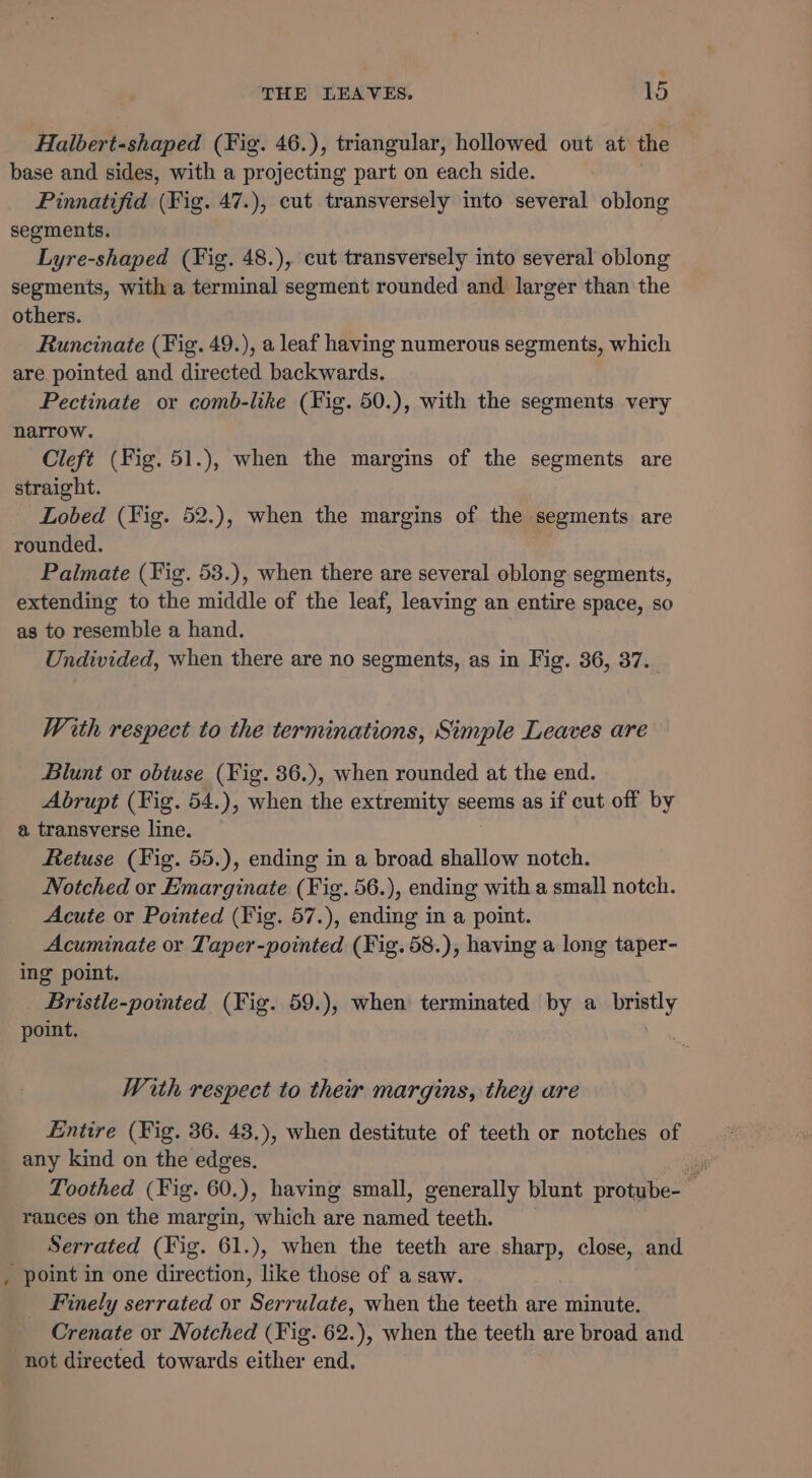 ~ Halbert-shaped (Fig. 46.), triangular, hollowed out at the base and sides, with a projecting part on each side. Pinnatifid (Big: 47.), cut transversely into several oblong segments. Lyre-shaped (Fig. 48.), cut transversely into several oblong segments, with a terminal segment rounded and larger than the Runcinate (Fig. 49.), a leaf having numerous segments, which are pointed and directed backwards. Pectinate or comb-like (Fig. 50.), with the segments very narrow. Cleft (Fig. 51.), when the margins of the segments are straight. Lobed (Fig. 52.), when the margins of the segments are rounded. Palmate (Fig. 53.), when there are several oblong segments, extending to the middle of the leaf, leaving an entire space, so as to resemble a hand. Undivided, when there are no segments, as in Fig. 36, 37. With respect to the terminations, Simple Leaves are Blunt or obtuse (Fig. 36.), when rounded at the end. Abrupt (Fig. 54.), when the extremity seems as if cut off by a transverse line. Retuse (Fig. 55.), ending in a broad shallow notch. Notched or Emarginate (Fig. 56.), ending with a small notch. Acute or Pointed (Fig. 57.), ending in a point. Acuminate or Taper-pointed (Fig.58.), having a long taper- ing point. Bristle-pointed (Fig. 59.), when terminated by a te point. With respect to their margins, they are Entire (Fig. 36. 43.), when destitute of teeth or notches of any kind on the edges. ae Toothed (Fig. 60.), having small, generally blunt protube-— rances on the margin, which are named teeth. Serrated (Fig. 61.), when the teeth are sharp, close, and Finely serrated or Serrulate, when the teeth are minute. Crenate or Notched (Fig. 62.), when the teeth are broad and not directed towards either end.