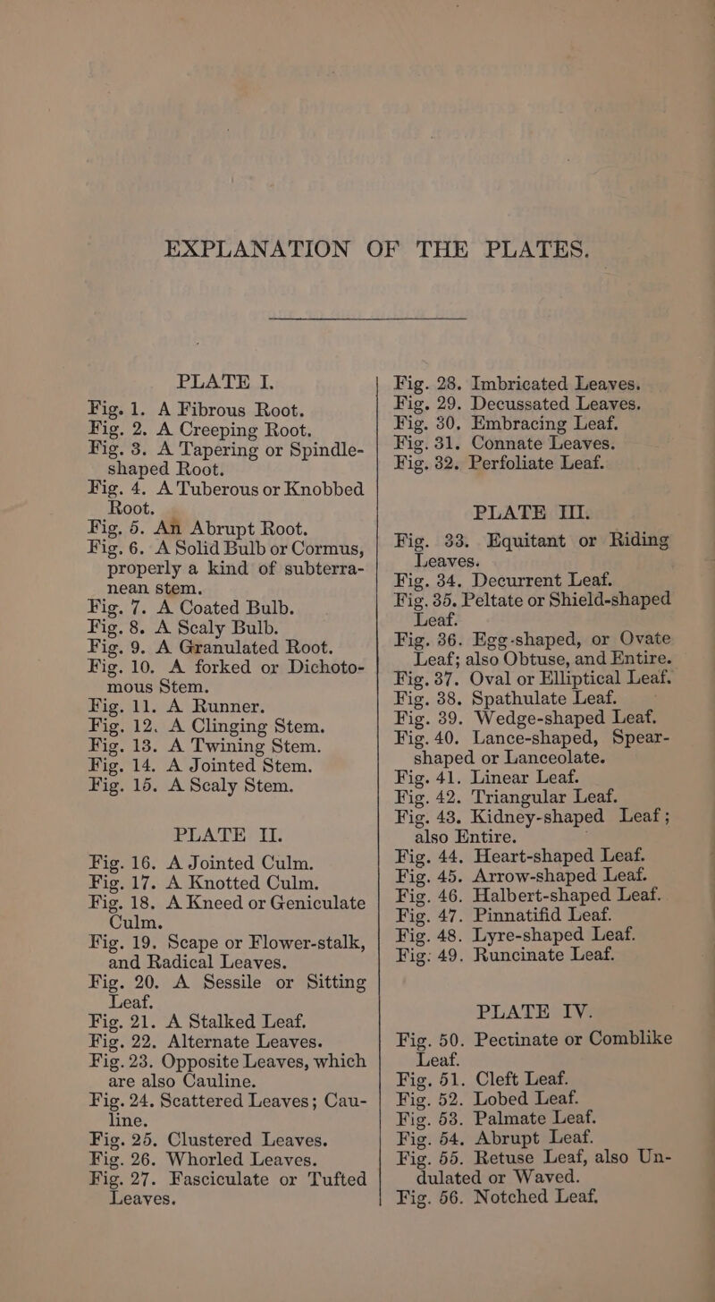 PLATE I. Fig. 1. A Fibrous Root. Fig. 2. A Creeping Root. Fig. 3. A Tapering or Spindle- shaped Root. Fig. 4. A Tuberous or Knobbed Root. Fig. 5. An Abrupt Root. Fig. 6. A Solid Bulb or Cormus, properly a kind of subterra- nean stem. Fig. 7. A Coated Bulb. Fig. 8. A Scaly Bulb. Fig. 9. A Granulated Root. Fig. 10. A forked or Dichoto- mous Stem. Fig. 11. A Runner. Fig. 12. A Clinging Stem. Fig. 13. A Twining Stem. Fig. 14. A Jointed Stem. Fig. 15. A Scaly Stem. PLATE II. Fig. 16. A Jointed Culm. Fig. 17. A Knotted Culm. Fig. 18. A Kneed or Geniculate Culm. Fig. 19. Scape or Flower-stalk, and Radical Leaves. Fig. 20. A Sessile or Sitting Leaf. Fig. 21. A Stalked Leaf. Fig. 22. Alternate Leaves. Fig. 23. Opposite Leaves, which are also Cauline. Fig. 24, Scattered Leaves; Cau- line. Fig. 25. Clustered Leaves. Fig. 26. Whorled Leaves. Fig. 27. Fasciculate or Tufted Fig. 28. Fig. 29. Fig. 30. Fig. 31. Fig. 32. Imbricated Leaves. Decussated Leaves. Embracing Leaf. Connate Leaves. Perfoliate Leaf. PLATE III. Fig. 33. Equitant or Riding Leaves. Fig. 34. Decurrent Leaf. Fig. 35. Peltate or Shield-shaped Leaf. Fig. 36. Egg-shaped, or Ovate Leaf; also Obtuse, and Entire. Fig. 37. Oval or Elliptical Leaf. Fig. 38. Spathulate Leaf. Fig. 39. Wedge-shaped Leaf. Fig. 40. Lance-shaped, Spear- shaped or Lanceolate. Fig. 41. Linear Leaf. Fig. 42. Triangular Leaf. Fig. 43. Kidney-shaped Leaf; also Entire. : Fig. 44. Heart-shaped Leaf. Fig. 45. Arrow-shaped Leaf. Fig. 46. Halbert-shaped Leaf. Fig. 47. Pinnatifid Leaf. Fig. 48. Lyre-shaped Leaf. Fig: 49. Runcinate Leaf. PLATE IV. . Pectinate or Comblike . Cleft Leaf. . Lobed Leaf. . Palmate Leaf. . Abrupt Leaf. . Retuse Leaf, also Un- dulated or Waved.