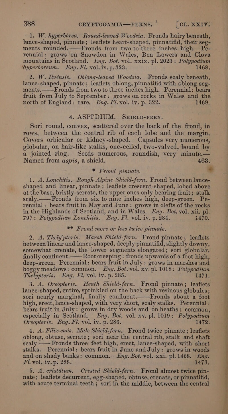 1. W. hyperborea. Round-leaved Woodsia, Fronds hairy beneath, lance-shaped, pinnate; leaflets heart-shaped, pinnatifid, their seg- ments rounded. Fronds from two to three inches high. Pe- rennial: grows ‘on Snowdon in Wales, Ben Lawers and Clova mountains in Scotland. Eng. Bot. vol. xxix. pl. 2023 : Polypodium ‘hyperboreum. Eng. Fl. vol. iv. p. 323. 1468. 2. W. IWwénsis, Oblong-leaved Woodsia. Fronds scaly beneath, lance-shaped, pinnate; leaflets oblong, pinnatifid with oblong seg- ments. Fronds from two to three inches high. Perennial: bears fruit from July to September: grows on rocks in Wales and the north of England: rare. Eng. Fl. vol. iv. p. 322. 1469. 4. ASPYDIUM. Sure.p-Fern, Sori round, convex, scattered over the back of the frond, in rows, between the central rib of each lobe and the margin. Covers orbicular or kidney-shaped.. Capsules very numerous, globular, on hair-like stalks, one-celled, two-valved, bound by a jointed ring. Seeds numerous, roundish, very minute.— Named from aspis, a shield. 463. 1. A. Lonchitis. Rough Alpine Shield-fern. Frond between lance- shaped and linear, pinnate ; leafiets crescent-shaped, lobed above at the base, bristly-serrate, the upper ones only bearing fruit; stalk scaly.—Fronds from six to nine inches high, deep-green. Pe- rennial: bears fruit in May and June: grows in clefts of the rocks in the Highlands of Scotland, and in Wales. Lng. Bot. vol. xii. pl. 797: Polypodium Lonchitis. Eng. Fl. vol. iv. p. 284. 1470. **® Frond more or less twice pinnate. 2. A. Thely'pteris. Marsh Shield-fern. Frond pinnate; leaflets between linear and lance-shaped, deeply pinnatifid, slightly downy, somewhat crenate, the lower segments elongated; sori globular, finally confluent.—— Root creeping : fronds upwards of a foot high, deep-green. Perennial: bears fruit in July: grows in marshes and boggy meadows: common. Lng. Bot. vol. xv. pl. 1018: Polypodium Thelypteris. Eng. Fl. vol. iv. p. 285. 1471. 3. A. Oredpteris. Heath Shield-fern. Frond pinnate; leaflets lance-shaped, entire, sprinkled on the back with resinous globules; sori nearly marginal, finally confluent. Fronds about a foot high, erect, lance-shaped, with very short, scaly stalks. Perennial : bears fruit in July: grows in dry woods and on heaths: common, especially in Scotland. Lng. Bot. vol. xv. pl. 1019: Polypodium Oreopteris. Eng. Fl. vol. iv. p. 286. 1472, 4, A. Filix-mds. Male Shield-fern. Frond twice pinnate ; leaflets oblong, obtuse, serrate; sori near the central rib, stalk and shaft scaly.— Fronds three feet high, erect, lance-shaped, with short stalks. Perennial: bears fruit in June andJuly: grows in woods and on shady banks: common. Lng. Bot. vol. xxi. pl. 1458. Eng. Fil. vol. iv. p. 288. 1473, 5. A. eristdtum. Crested Shield-fern. Frond almost twice pin- nate; leaflets decurrent, egg-shaped, obtuse, crenate, or pinnatifid, with acute terminal teeth ; sori in the middle, between the central —“—~so. ooh ee