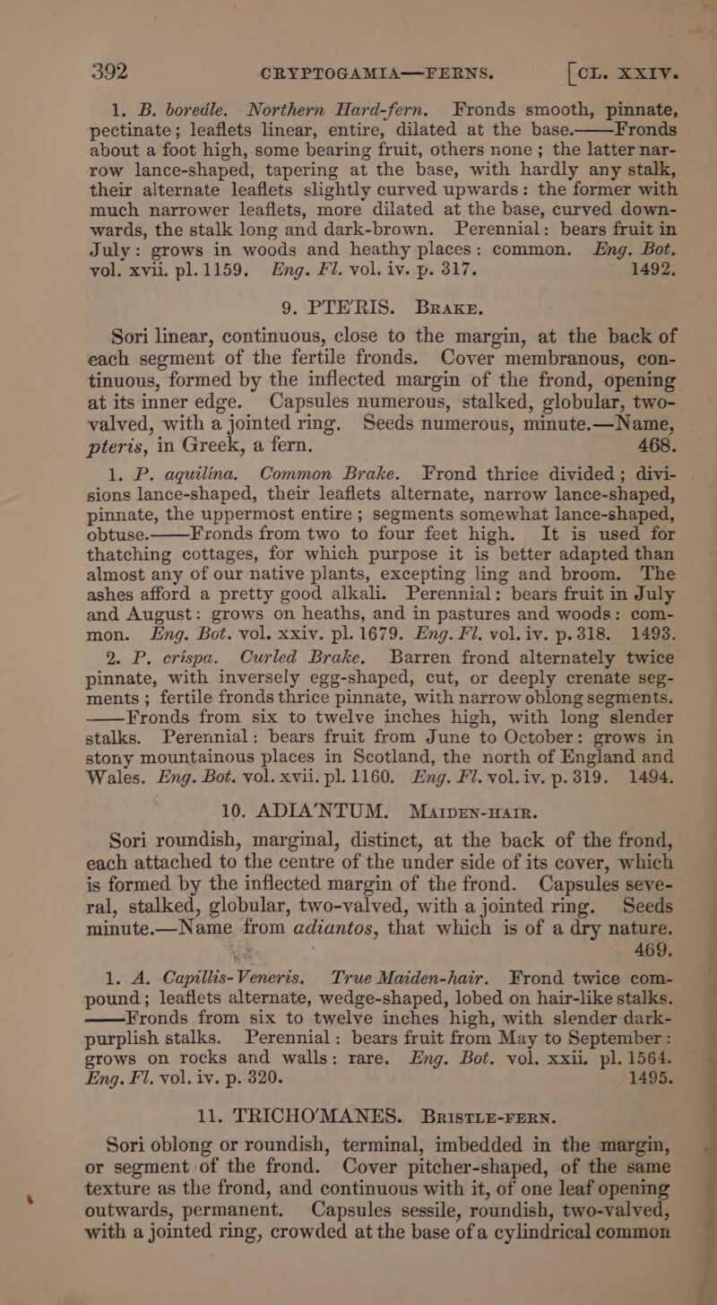 pectinate; leaflets linear, entire, dilated at the base. Fronds about a foot high, some bearing fruit, others none ; the latter nar- row lance-shaped, tapering at the base, with hardly any stalk, their alternate leaflets slightly curved upwards: the former with much narrower leaflets, more dilated at the base, curved down- wards, the stalk long and dark-brown. Perennial: bears fruit in July: grows in woods and heathy places: common. Eng. Bot, vol, xvii. pl.1159. Eng. Fi. vol. iv. p. 317. 1492. 9. PTE’RIS. Brake. Sori linear, continuous, close to the margin, at the back of each segment of the fertile fronds. Cover membranous, con- tinuous, formed by the inflected margin of the frond, opening at its inner edge. Capsules numerous, stalked, globular, two- valved, with a jointed rmg. Seeds numerous, minute.—Name, pteris, in Greek, a fern. 468. 1. P. aquilina. Common Brake. Frond thrice divided; divi- sions lance-shaped, their leaflets alternate, narrow lance-shaped, pinnate, the uppermost entire ; segments somewhat lance-shaped, obtuse. Fronds from two to four feet high. It is used for thatching cottages, for which purpose it is better adapted than almost any of our native plants, excepting ling and broom. The ashes afford a pretty good alkali. Perennial: bears fruit in July and August: grows on heaths, and in pastures and woods: com- mon. Lng. Bot. vol. xxiv. pl. 1679. Eng. Fil. vol.iv. p.318. 1493. 2. P. crispa. Curled Brake. Barren frond alternately twice pinnate, with inversely egg-shaped, cut, or deeply crenate seg- ments ; fertile fronds thrice pinnate, with narrow oblong segments. Fronds from six to twelve inches high, with long slender stalks. Perennial: bears fruit from June to October: grows in stony mountainous places in Scotland, the north of England and Wales. Eng. Bot. vol. xvii. pl.1160. Eng. Fl. vol.iv. p.319. 1494. 10. ADIA’NTUM. Maten-ware. Sori roundish, marginal, distinct, at the back of the frond, each attached to the centre of the under side of its cover, which is formed by the inflected margin of the frond. Capsules seve- ral, stalked, globular, two-valved, with a jointed rmg. Seeds minute.—Name from adiantos, that which is of a dry nature. Ae 469. 1. A. Capillis-Veneris. True Maiden-hair. Frond twice com- pound; leaflets alternate, wedge-shaped, lobed on hair-like stalks. Fronds from six to twelve inches high, with slender dark- purplish stalks. Perennial: bears fruit from May to September: grows on rocks and walls: rare. Eng. Bot. vol. xxii. pl. 1564. Eng. Fl. vol. iv. p. 320. 1495. 11. TRICHO’MANES. Bristie-Frern. Sori oblong or roundish, terminal, imbedded in the margin, or segment of the frond. Cover pitcher-shaped, of the same texture as the frond, and continuous with it, of one leaf opening outwards, permanent. Capsules sessile, roundish, two-valved, with a jointed ring, crowded at the base of a cylindrical common