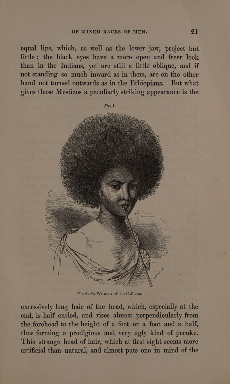 equal lips, which, as well as the lower jaw, project but little ; the black eyes have a more open and freer look than in the Indians, yet are still a little oblique, and if not standing so much inward as in them, are on the other hand not turned outwards as in the Ethiopians. But what gives these Mestizos a peculiarly striking appearance is the Head of a Woman of the Cafusos. excessively long hair of the head, which, especially at the end, is half curled, and rises almost perpendicularly from the forehead to the height of a foot or a foot and a half, thus forming a prodigious and very ugly kind of peruke. This strange head of hair, which at first sight seems more artificial than natural, and almost puts one in mind of the