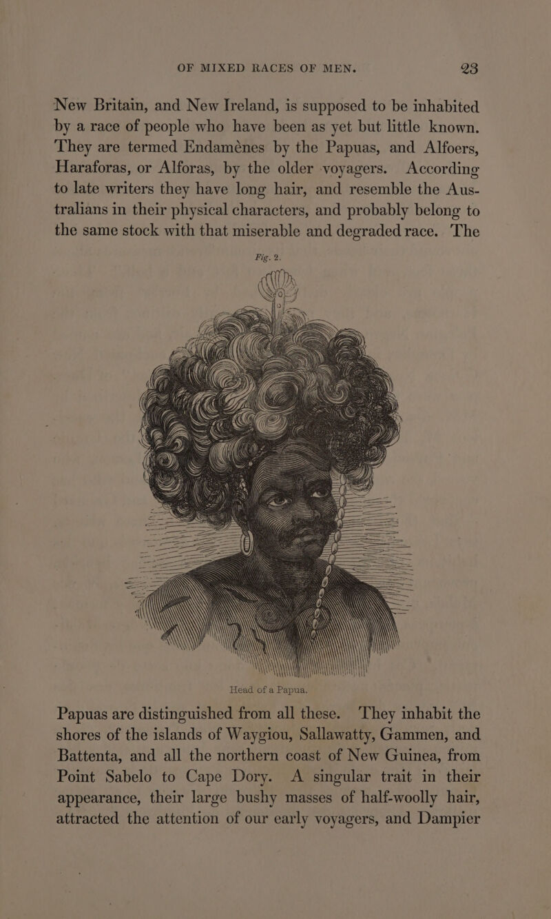 New Britain, and New Ireland, is supposed to be inhabited by a race of people who have been as yet but little known. They are termed Endaménes by the Papuas, and Alfoers, Haraforas, or Alforas, by the older voyagers. According to late writers they have long hair, and resemble the Aus- tralians in their physical characters, and probably belong to the same stock with that miserable and degraded race. The \ wil) Head of a Papua. Papuas are distinguished from all these. ‘They inhabit the shores of the islands of Waygiou, Sallawatty, Gammen, and Battenta, and all the northern coast of New Guinea, from Point Sabelo to Cape Dory. A singular trait in their appearance, their large bushy masses of half-woolly hair, attracted the attention of our early voyagers, and Dampier NM iN My