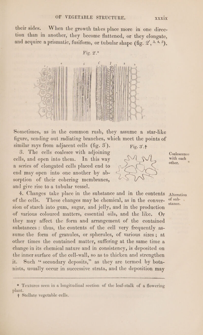 their sides. HO Ih NS Zi Be OVA ia Wess S583} oO wee Oar — ac WV gee . S VA i ot i aN Se Coy Ch 2 HB33 28) CE CVF { \ ey Lo Le Rall &lt;5) \ — a) \ (o) 7 \ SB IG one a ( \ 2 || PN ae aN ae 3] (eo) ae See iC &lt;0) (e 2 similar rays from adjacent cells (fig. 3’). 3. The cells coalesce with adjoining cells, and open into them. In this way a series of elongated cells placed end to end may open into one another by ab- sorption of their cohering membranes, and give rise to a tubular vessel. of the cells. = SEs is ” Fig. 3'.t a plant. + Stellate vegetable cells. Coalescence with each other. %w Alteration of sub- , stance.