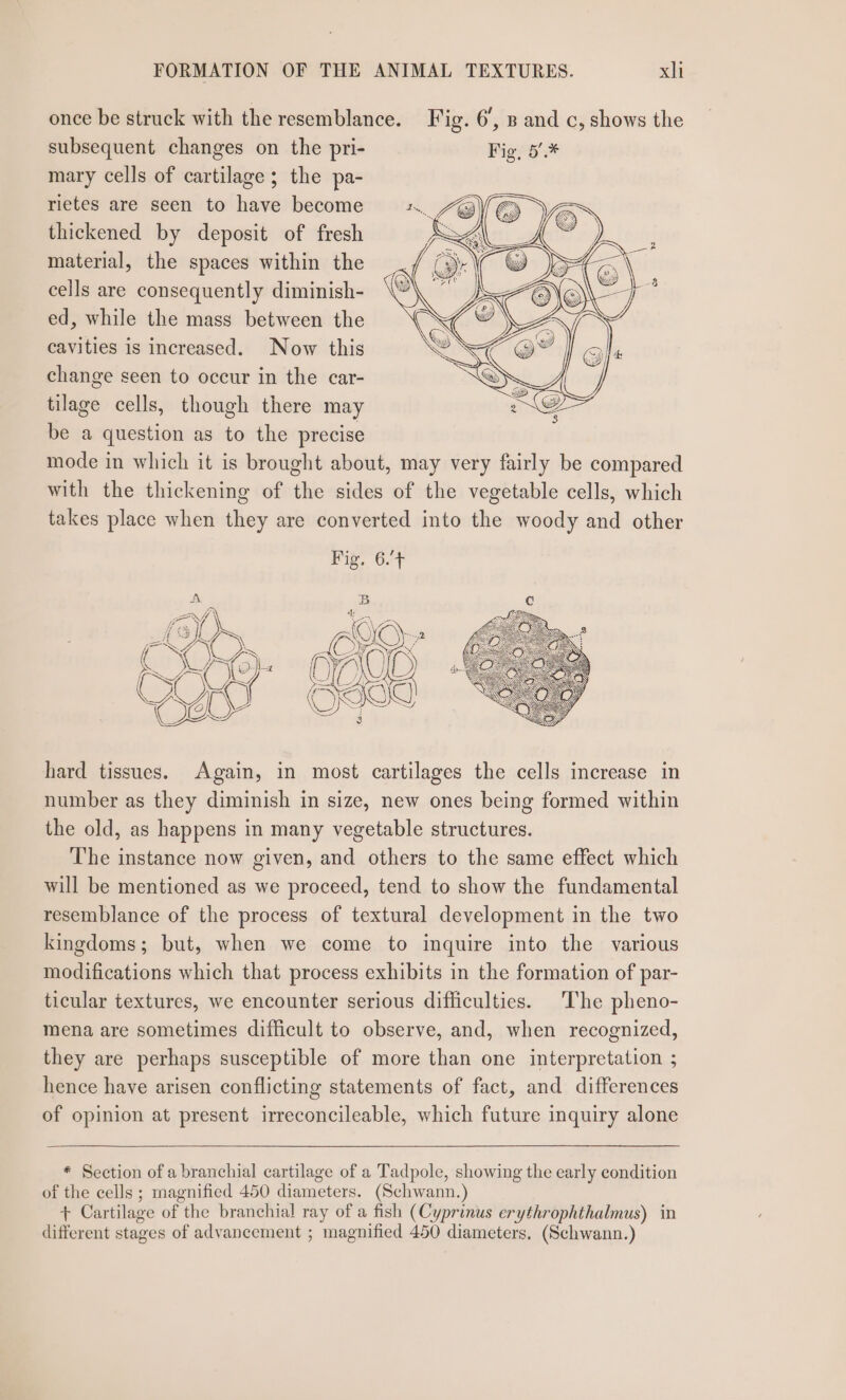 once be struck with the resemblance. Fig. 6’, 8 and c, shows the subsequent changes on the pri- Fig, 5.* mary cells of cartilage; the pa- rietes are seen to have become thickened by deposit of fresh material, the spaces within the cells are consequently diminish- ed, while the mass between the cavities is increased. Now this change seen to occur in the car- tilage cells, though there may be a question as to the precise mode in which it is brought about, may very fairly be compared with the thickening of the sides of the vegetable cells, which takes place when they are converted into the woody and other Fig. 6.’+ cae, * ‘ a CWA Cy A\IC) Sf ( \ JT ye — Best G3 hard tissues. Again, in most cartilages the cells increase in number as they diminish in size, new ones being formed within the old, as happens in many vegetable structures. The instance now given, and others to the same effect which will be mentioned as we proceed, tend to show the fundamental resemblance of the process of textural development in the two kingdoms; but, when we come to inquire into the various modifications which that process exhibits in the formation of par- ticular textures, we encounter serious difficulties. The pheno- mena are sometimes difficult to observe, and, when recognized, they are perhaps susceptible of more than one interpretation ; hence have arisen conflicting statements of fact, and differences of opinion at present irreconcileable, which future inquiry alone * Section of a branchial cartilage of a Tadpole, showing the early condition of the cells ; magnified 450 diameters. (Schwann.) + Cartilage of the branchial ray of a fish (Cyprinus erythrophthalmus) in different stages of advancement ; magnified 450 diameters. (Schwann.)