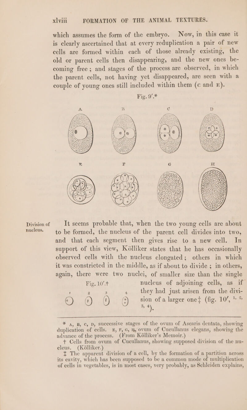 Division of nucleus. xlvili FORMATION OF THE ANIMAL TEXTURES. which assumes the form of the embryo. Now, in this case it is clearly ascertained that at every reduplication a pair of new cells are formed within each of those already existing, the old or parent cells then disappearing, and the new ones be- coming free; and stages of the process are observed, in which the parent cells, not having yet disappeared, are seen with a couple of young ones still included within them (c and £). It seems probable that, when the two young cells are about to be formed, the nucleus of the parent cell divides into two, and that each segment then gives rise to a new cell. In support of this view, Kolliker states that he has occasionally observed cells with the nucleus elongated; others in which it was constricted in the middle, as if about to divide ; in others, again, there were two nuclei, of smaller size than the single Fig. 10’.+ nucleus of adjoining cells, as if : : - : they had just arisen from the divi- Z 2 (o | o, {tie @) (2) (:) (3) ee larger onet (fig. 10’, * a, B, Cc, D, successive stages of the ovum of Ascaris dentata, showing duplication of cells. 5, F, G, 4, ovum of Cucullanus elegans, showing the advance of the process. (From Kolliker’s Memoir.) + Cells from ovum of Cucullanus, showing supposed division of the nu- cleus. (K6lliker.) t The apparent division of a cell, by the formation of a partition across its cavity, which has been supposed to be a common mode of multiplication of cells in vegetables, is in most cases, very probably, as Schleiden explains,