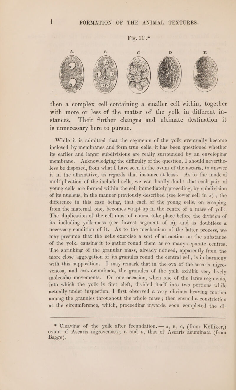 then a complex cell containing a smaller cell within, together with more or less of the matter of the yolk in different in- stances. Their further changes and ultimate destination it is unnecessary here to pursue. While it is admitted that the segments of the yolk eventually become inclosed by membranes and form true cells, it has been questioned whether its earlier and larger subdivisions are really surrounded by an enveloping membrane, Acknowledging the difficulty of the question, I should neverthe- less be disposed, from what I have seen in the ovum of the ascaris, to answer it in the affirmative, as regards that instance at least. As to the mode of multiplication of the included cells, we can hardly doubt that each pair of young cells are formed within the cell immediately preceding, by subdivision of its nucleus, in the manner previously described (see lower cell in a) ; the difference in this case being, that each of the young cells, on escaping from the maternal one, becomes wrapt up in the centre of a mass of yolk. The duplication of the cell must of course take place before the division of its including yolk-mass (see lowest segment of B), and is doubtless a necessary condition of it. As to the mechanism of the latter process, we may presume that the cells exercise a sort of attraction on the substance of the yolk, causing it to gather round them as so many separate centres, The shrinking of the granular mass, already noticed, apparently from the more close aggregation of its granules round the central cell, is in harmony with this supposition. I may remark that in the ova of the asearis nigro- venosa, and asc. acuminata, the granules of the yolk exhibit very lively molecular movements. On one occasion, when one of the large segments, into which the yolk is first cleft, divided itself into two portions while actually under inspection, I first observed a very obvious heaving motion among the granules throughout the whole mass ; then ensued a constriction at the circumference, which, proceeding inwards, soon completed the di- * Cleaving of the yolk after fecundation.— a, B, c, (from Ké@lliker,) ovum of Ascaris nigrovenosa; p and £, that of Ascaris acuminata (from Bagge).