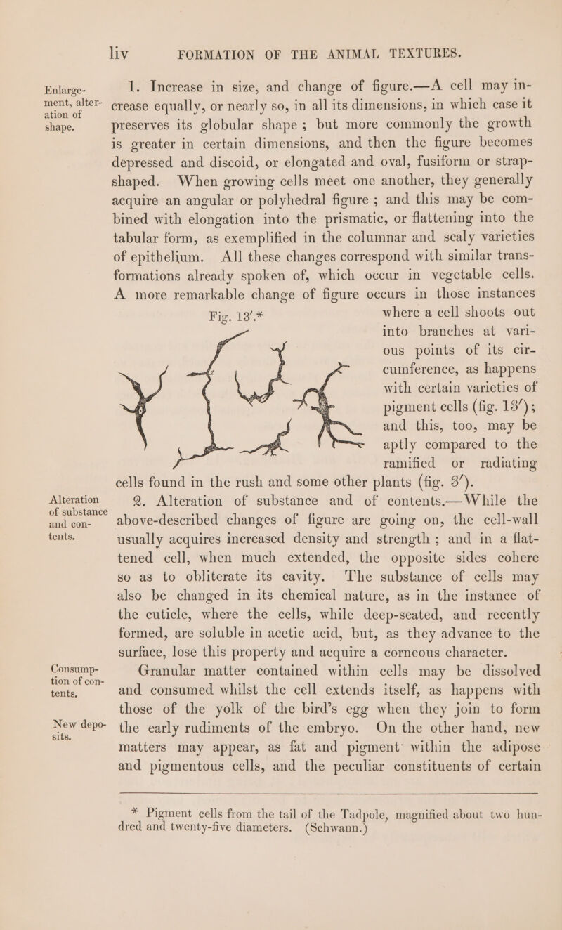 Enlarge- ment, alter- ation of shape. Alteration of substance and con- tents. Consump- tion of con- tents. New depo- sits. liv FORMATION OF THE ANIMAL TEXTURES. 1. Increase in size, and change of figure.—A cell may in- crease equally, or nearly so, in all its dimensions, in which case it preserves its globular shape ; but more commonly the growth is greater in certain dimensions, and then the figure becomes depressed and discoid, or elongated and oval, fusiform or strap- shaped. When growing cells meet one another, they generally acquire an angular or polyhedral figure ; and this may be com- bined with elongation into the prismatic, or flattening into the tabular form, as exemplified in the columnar and scaly varieties of epithelium. AIl these changes correspond with similar trans- formations already spoken of, which occur in vegetable cells. A more remarkable change of figure occurs in those instances Fig. 13’.* where a cell shoots out : into branches at vari- ous points of its cir- cumference, as happens with certain varieties of pigment cells (fig. 13’) ; and this, too, may be aptly compared to the ramified or radiating cells found in the rush and some other plants (fig. 3’). 2. Alteration of substance and of contents.—While the above-described changes of figure are going on, the cell-wall usually acquires increased density and strength ; and in a flat- tened cell, when much extended, the opposite sides cohere so ag to obliterate its cavity. The substance of cells may also be changed in its chemical nature, as in the instance of the cuticle, where the cells, while deep-seated, and recently formed, are soluble in acetic acid, but, as they advance to the surface, lose this property and acquire a corneous character. Granular matter contained within cells may be dissolved and consumed whilst the cell extends itself, as happens with those of the yolk of the bird’s egg when they join to form the early rudiments of the embryo. On the other hand, new matters may appear, as fat and pigment’ within the adipose and pigmentous cells, and the peculiar constituents of certain * Pigment cells from the tail of the Tadpole, magnified about two hun- dred and twenty-five diameters. (Schwann.)