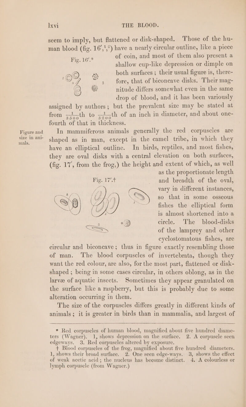 Figure and size in ani- mals. Ixvi THE BLOOD. seem to imply, but flattened or disk-shaped. Those of the hu- man blood (fig. 16’,',°) have a nearly circular outline, like a piece of coin, and most of them also present a shallow cup-like depression or dimple on both surfaces ; their usual figure is, there- ; fore, that of biconcave disks. ‘Their mag- nitude differs somewhat even in the same drop of blood, and it has been variously assigned by authors; but the prevalent size may be stated at from —~—th to —*—th of an inch in diameter, and about one- fourth of that in thickness. In mammiferous animals generally the red corpuscles are shaped as in man, except in the camel tribe, in which they have an elliptical outline. In birds, reptiles, and most fishes, they are oval disks with a central elevation on both surfaces, (fig. 17’, from the frog,) the height and extent of which, as well as the proportionate length and breadth of the oval, vary in different instances, so that in some osseous fishes the elliptical form is almost shortened into a circle. ‘The blood-disks of the lamprey and other cyclostomatous fishes, are circular and biconcave; thus in figure exactly resembling those of man. ‘The blood corpuscles of invertebrata, though they want the red colour, are also, for the most part, flattened or disk- shaped ; being in some cases circular, in others oblong, as in the larvee of aquatic insects. Sometimes they appear granulated on the surface like a raspberry, but this is probably due to some alteration occurring in them. The size of the corpuscles differs greatly in different kinds of animals; it is greater in birds than in mammalia, and largest of * Red corpuscles of human blood, magnified about five hundred diame- ters (Wagner). 1, shows depression on the surface. 2. A corpuscle seen edgeways. 3. Red corpuscles altered by exposure. + Blood corpuseles of the frog, magnified about five hundred diameters. 1, shows their broad surface. 2. One seen edge-ways. 3, shows the effect of weak acetic acid; the nucleus has become distinct. 4. A colourless or lymph corpuscle (from Wagner.)