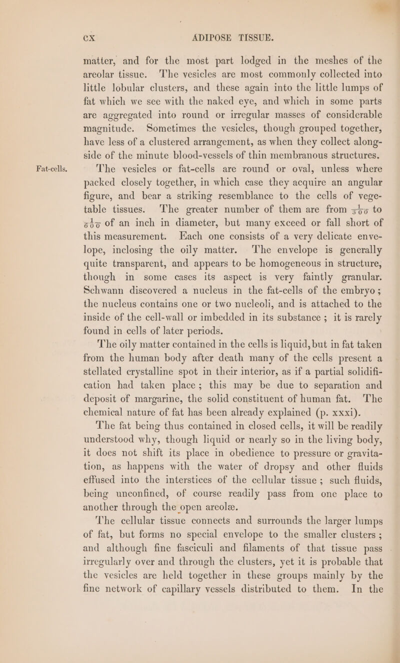Fat-cells. matter, and for the most part lodged in the meshes of the areolar tissue. The vesicles are most commonly collected into little lobular clusters, and these again into the little lumps of fat which we see with the naked eye, and which in some parts are aggregated into round or irregular masses of considerable magnitude. Sometimes the vesicles, though grouped together, have less of a clustered arrangement, as when they collect along- side of the minute blood-vessels of thin membranous structures. The vesicles or fat-cells are round or oval, unless where packed closely together, in which case they acquire an angular figure, and bear a striking resemblance to the cells of vege- table tissues. The greater number of them are from 3o¢ to soo of an inch in diameter, but many exceed or fall short of this measurement. Hach one consists of a very delicate enve- lope, inclosing the oily matter. The envelope is generally quite transparent, and appears to be homogeneous in structure, though in some cases its aspect is very faintly granular. Schwann discovered a nucleus in the fat-cells of the embryo; the nucleus contains one or two nucleoli, and is attached to the inside of the cell-wall or imbedded in its substance ; it is rarely found in cells of later periods. The oily matter contained in the cells is liquid, but in fat taken from the human body after death many of the cells present a stellated crystalline spot in their interior, as if a partial solidifi- cation had taken place; this may be due to separation and deposit of margarine, the solid constituent of human fat. The chemical nature of fat has been already explained (p. xxxi). The fat being thus contained in closed cells, it will be readily understood why, though liquid or nearly so in the living body, it does not shift its place in obedience to pressure or gravita- tion, as happens with the water of dropsy and other fluids effused into the interstices of the cellular tissue ; such fluids, being unconfined, of course readily pass from one place to another through the open areole. The cellular tissue connects and surrounds the larger lumps of fat, but forms no special envelope to the smaller clusters ; and although fine fasciculi and filaments of that tissue pass | irregularly over and through the clusters, yet it is probable that the vesicles are held together in these groups mainly by the fine network of capillary vessels distributed to them. In the
