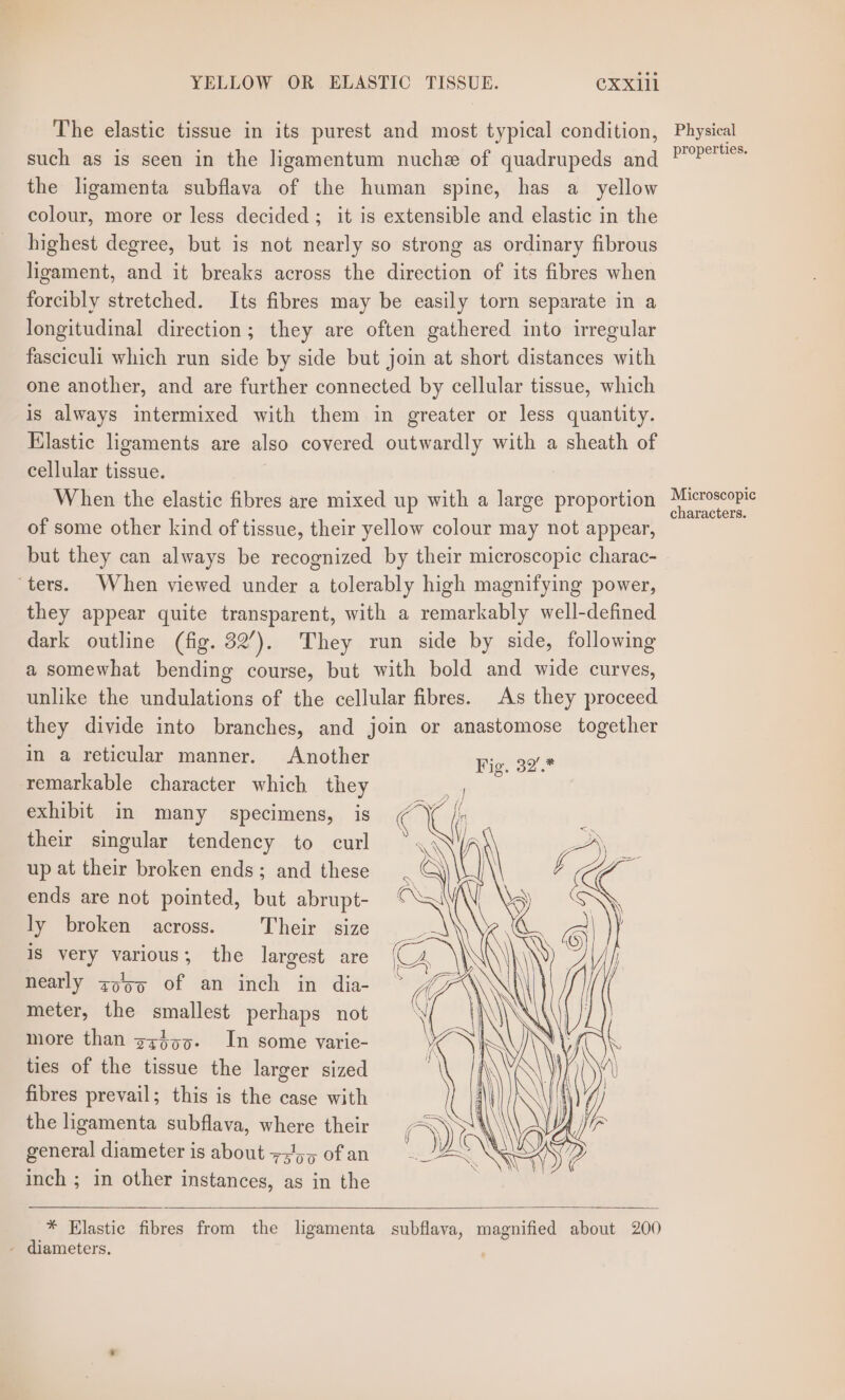 YELLOW OR ELASTIC TISSUE. CXX1ll The elastic tissue in its purest and most typical condition, such as is seen in the ligamentum nuche of quadrupeds and the ligamenta subflava of the human spine, has a yellow colour, more or less decided; it is extensible and elastic in the highest degree, but is not nearly so strong as ordinary fibrous ligament, and it breaks across the direction of its fibres when forcibly stretched. Its fibres may be easily torn separate in a longitudinal direction; they are often gathered into irregular fasciculi which run side by side but join at short distances with one another, and are further connected by cellular tissue, which is always intermixed with them in greater or less quantity. Elastic ligaments are also covered outwardly with a sheath of cellular tissue. When the elastic fibres are mixed up with a large proportion of some other kind of tissue, their yellow colour may not appear, but they can always be recognized by their microscopic charac- ters. When viewed under a tolerably high magnifying power, they appear quite transparent, with a remarkably well-defined dark outline (fig. 32’). They run side by side, following a somewhat bending course, but with bold and wide curves, unlike the undulations of the cellular fibres. As they proceed they divide into branches, and join or anastomose together in a reticular manner. Another Fig. 32. remarkable character which they yg exhibit in many specimens, is qi their singular tendency to curl up at their broken ends; and these ends are not pointed, but abrupt- ly broken across. Their size is very various; the largest are nearly zy'oo of an inch in dia- meter, the smallest perhaps not more than zzigp. In some varie- ties of the tissue the larger sized fibres prevail; this is the case with the ligamenta subflava, where their general diameter is about 75,5 of an inch ; in other instances, as in the * Elastic fibres from the ligamenta subflava, magnified about 200 - diameters, Physical properties. Microscopic characters.