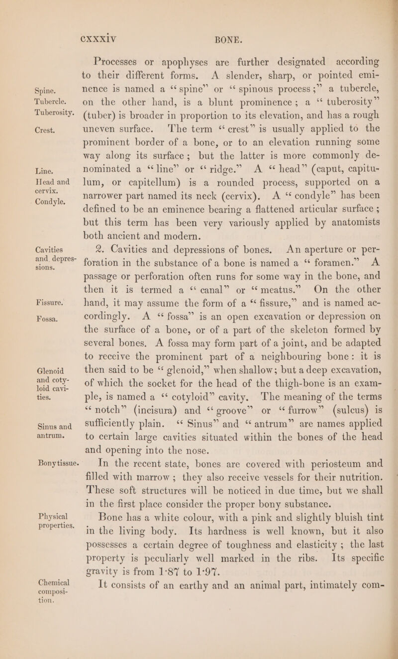 Spine. Tubercle. Tuberosity. Crest. Line. Head and cervix. - Condyle. Cavities and_depres- Fissure. Fossa. Glenoid and coty- loid cavi- Sinus and antrum. Physical properties. Chemical composi- Processes or apophyses are further designated according to their different forms. A slender, sharp, or pointed emi- nence is named a “spine” or ‘‘ spinous process ;” a tubercle, on the other hand, is a blunt prominence; a ‘ tuberosity” (tuber) is broader in proportion to its elevation, and has a rough uneven surface. The term “crest” is usually applied to the prominent border of a bone, or to an elevation running some way along its surface; but the latter is more commonly de- nominated a “line” or “ridge.” &lt;A ‘ head” (caput, capitu- lum, or capitellum) is a rounded process, supported on a narrower part named its neck (cervix), &lt;A ‘‘ condyle” has been defined to be an eminence bearing a flattened articular surface ; but this term has been very variously applied by anatomists both ancient and modern. 2. Cavities and depressions of bones. An aperture or per- foration in the substance of a bone is named a “ foramen.” A passage or perforation often runs for some way in the bone, and then it is termed a “canal” or “meatus.” On the other hand, it may assume the form of a “ fissure,” and is named ac- cordingly. A &lt;‘¢ fossa” is an open excavation or depression on the surface of a bone, or of a part of the skeleton formed by several bones. A fossa may form part of a joint, and be adapted to receive the prominent part of a neighbouring bone: it is then said to be ‘ glenoid,” when shallow; but a deep excavation, of which the socket for the head of the thigh-bone is an exam- “notch” (incisura) and “groove” or “furrow” (sulcus) is sufficiently plain. ‘* Sinus” and “antrum” are names applied to certain large cavities situated within the bones of the head and opening into the nose. In the recent state, bones are covered with periosteum and filled with marrow ; they also receive vessels for their nutrition. These soft structures will be noticed in due time, but we shall in the first place consider the proper bony substance. Bone has a white colour, with a pink and slightly bluish tint in the living body. Its hardness is well known, but it also possesses a certain degree of toughness and elasticity ; the last property is peculiarly well marked in the ribs. Its specific gravity is from 1°87 to 1°97. It consists of an earthy and an animal part, intimately com-