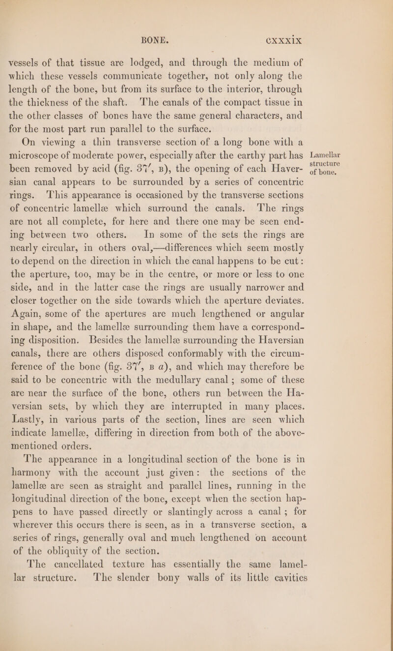 vessels of that tissue are lodged, and through the medium of which these vessels communicate together, not only along the length of the bone, but from its surface to the interior, through the thickness of the shaft. ‘The canals of the compact tissue in the other classes of bones have the same general characters, and for the most part run parallel to the surface. On viewing a thin transverse section of a long bone with a microscope of moderate power, especially after the earthy part has been removed by acid (fig. 37’, B), the opening of each Haver- sian canal appears to be surrounded by a series of concentric rings. ‘This appearance is occasioned by the transverse sections of concentric lamellee which surround the canals. The rings are not all complete, for here and there one may be seen end- ing between two others. In some of the sets the rings are nearly circular, in others oval,—differences which seem mostly to depend on the direction in which the canal happens to be cut: the aperture, too, may be in the centre, or more or less to one side, and in the latter case the rings are usually narrower and closer together on the side towards which the aperture deviates. Again, some of the apertures are much lengthened or angular in shape, and the lamelle surrounding them have a correspond- ing disposition. Besides the lamellz surrounding the Haversian canals, there are others disposed conformably with the circum- ference of the bone (fig. 37’, B a), and which may therefore be said to be concentric with the medullary canal; some of these are near the surface of the bone, others run between the Ha- versian sets, by which they are interrupted in many places. Lastly, in various parts of the section, lines are seen which indicate lamelle, differing in direction from both of the above- mentioned orders. The appearance in a longitudinal section of the bone is in harmony with the account just given: the sections of the lamelle are seen as straight and parallel lines, running in the longitudinal direction of the bone, except when the section hap- pens to have passed directly or slantingly across a canal; for wherever this occurs there is seen, as in a transverse section, a series of rings, generally oval and much lengthened on account of the obliquity of the section. The cancellated texture has essentially the same lamel- lar structure. The slender bony walls of its little cavities Lamellar structure of bone.