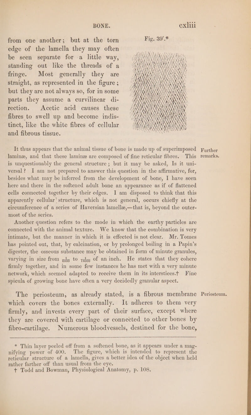 from one another; but at the torn Fig. 39'.* edge of the lamella they may often be seen separate for -a little way, standing out like the threads of a fringe. Most generally they are straight, as represented in the figure ; but they are not always so, for in some parts they assume a curvilinear di- rection. Acetic acid causes these fibres to swell up and become indis- tinct, like the white fibres of cellular and fibrous tissue. It thus appears that the animal tissue of bone is made up of superimposed lamine, and that these lamine are composed of fine reticular fibres. This is unquestionably the general structure ; but it may be asked, Is it uni- versal? I am not prepared to answer this question in the affirmative, for, besides what may be inferred from the development of bone, I have seen here and there in the softened adult bone an appearance as if of flattened cells connected together by their edges. I am disposed to think that this apparently cellular’ structure, which is not general, occurs chiefly at the circumference of a series of Haversian lamellee,—that is, beyond the outer- most of the series. Another question refers to the mode in which the earthy particles are connected with the animal texture. We know that the combination is very intimate, but the manner in which it is effected is not clear. Mr. Tomes has pointed out, that, by calcination, or by prolonged boiling in a Papin’s digester, the osseous substance may be obtained in form of minute granules, varying in size from gj, to zg of an inch. He states that they cohere firmly together, and in some few instances he has met with a very minute network, which seemed adapted to receive them in its interstices.t Fine spicula of growing bone have often a very decidedly granular aspect. The periosteum, as already stated, is a fibrous membrane which covers the bones externally. It adheres to them very firmly, and invests every part of their surface, except where they are covered with cartilage or connected to other bones by fibro-cartilage. Numerous bloodvessels, destined for the bone, * Thin layer peeled off from a softened bone, as it appears under a mag- nifying power of 400. The figure, which is intended to represent the reticular structure of a lamella, gives a better idea of the object when held rather farther off than usual from the eye. + Todd and Bowman, Physiological Anatomy, p. 108. Further remarks. Periosteum.