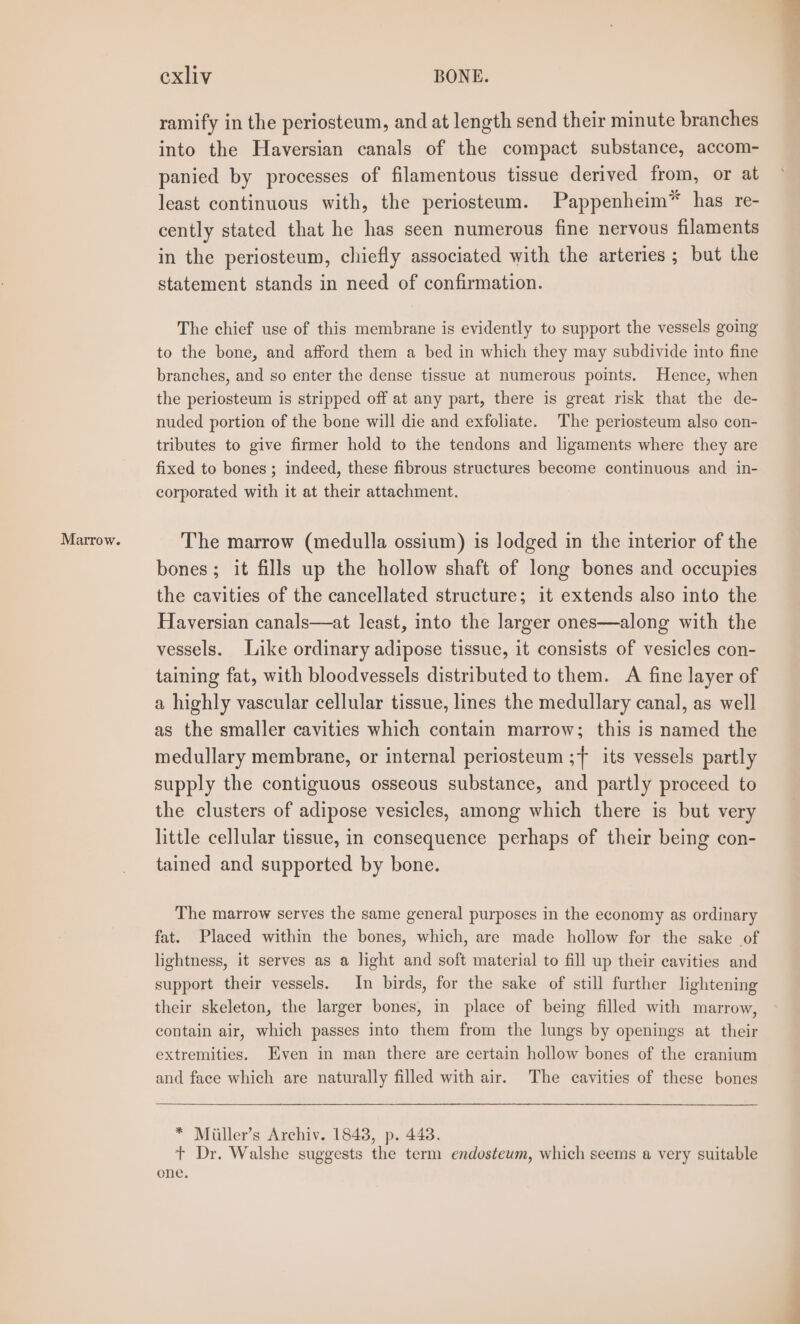 Marrow. ramify in the periosteum, and at length send their minute branches into the Haversian canals of the compact substance, accom- panied by processes of filamentous tissue derived from, or at least continuous with, the periosteum. Pappenheim* has re- cently stated that he has seen numerous fine nervous filaments in the periosteum, chiefly associated with the arteries; but the statement stands in need of confirmation. The chief use of this membrane is evidently to support the vessels going to the bone, and afford them a bed in which they may subdivide into fine branches, and so enter the dense tissue at numerous points. Hence, when the periosteum is stripped off at any part, there is great risk that the de- nuded portion of the bone will die and exfoliate. The periosteum also con- tributes to give firmer hold to the tendons and ligaments where they are fixed to bones ; indeed, these fibrous structures become continuous and in- corporated with it at their attachment. The marrow (medulla ossium) is lodged in the interior of the bones; it fills up the hollow shaft of long bones and occupies the cavities of the cancellated structure; it extends also into the Haversian canals—at least, into the larger ones—along with the vessels. Like ordinary adipose tissue, it consists of vesicles con- taining fat, with bloodvessels distributed to them. A fine layer of a highly vascular cellular tissue, lines the medullary canal, as well as the smaller cavities which contain marrow; this is named the medullary membrane, or internal periosteum ;+ its vessels partly supply the contiguous osseous substance, and partly proceed to the clusters of adipose vesicles, among which there is but very little cellular tissue, in consequence perhaps of their being con- tained and supported by bone. The marrow serves the same general purposes in the economy as ordinary fat. Placed within the bones, which, are made hollow for the sake of lightness, it serves as a light and soft material to fill up their cavities and support their vessels, In birds, for the sake of still further lightening their skeleton, the larger bones, in place of being filled with marrow, contain air, which passes into them from the lungs by openings at their extremities. Even in man there are certain hollow bones of the cranium and face which are naturally filled with air. The cavities of these bones * Miiller’s Archiv. 18438, p. 443. + Dr. Walshe suggests the term endosteum, which seems a very suitable one.