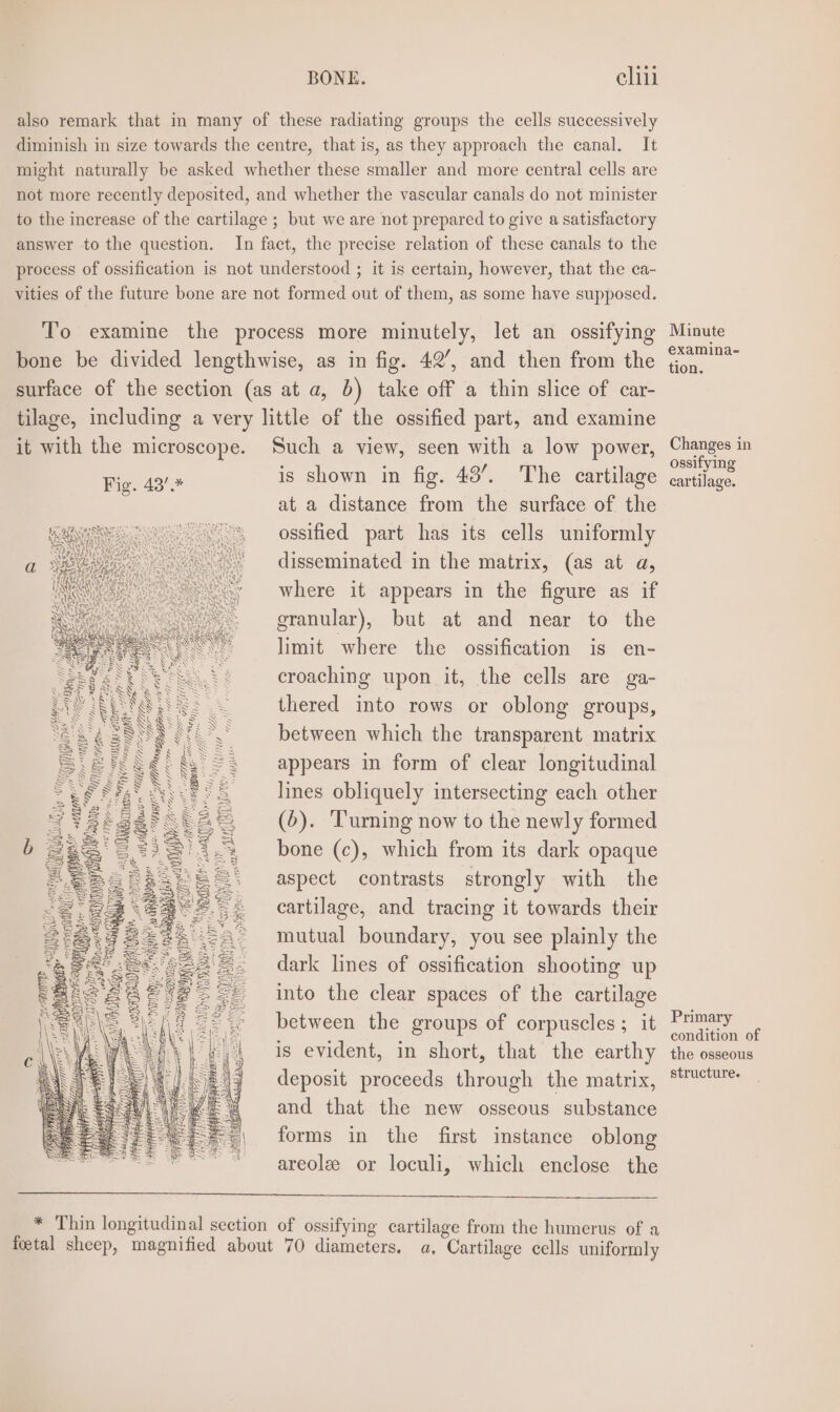 also remark that in many of these radiating groups the cells successively diminish in size towards the centre, that is, as they approach the canal. It might naturally be asked whether these smaller and more central cells are not more recently deposited, and whether the vascular canals do not minister to the increase of the cartilage ; but we are not prepared to give a satisfactory answer to the question. In fact, the precise relation of these canals to the process of ossification is not understood ; it is certain, however, that the ca- vities of the future bone are not formed out of them, as some have supposed. To examine the process more minutely, let an ossifying bone be divided lengthwise, as in fig. 42’, and then from the surface of the section (as at a, 6) take off a thin slice of car- tilage, including a very little of the ossified part, and examine it with the microscope. Such a view, seen with a low power, Fig. 49/4 is shown in fig. 43’. The cartilage at a distance from the surface of the ossified part has its cells uniformly disseminated in the matrix, (as at a, where it appears in the figure as if granular), but at and near to the limit where the ossification is en- croaching upon it, the cells are ga- thered into rows or oblong groups, between which the transparent matrix appears in form of clear longitudinal lines obliquely intersecting each other (6). Turning now to the newly formed bone (c), which from its dark opaque aspect contrasts strongly with the cartilage, and tracing it towards their mutual boundary, you see plainly the dark lines of ossification shooting up into the clear spaces of the cartilage between the groups of corpuscles ; it is evident, in short, that the earthy deposit proceeds through the matrix, and that the new osseous substance forms in the first instance oblong areole or loculi, which enclose the beatae AUitae = ae er gt * Thin longitudinal section of ossifying cartilage from the humerus of a fetal sheep, magnified about 70 diameters. a. Cartilage cells uniformly Minute examina- tion. Changes in ossifying cartilage. Primary condition of the osseous structure.