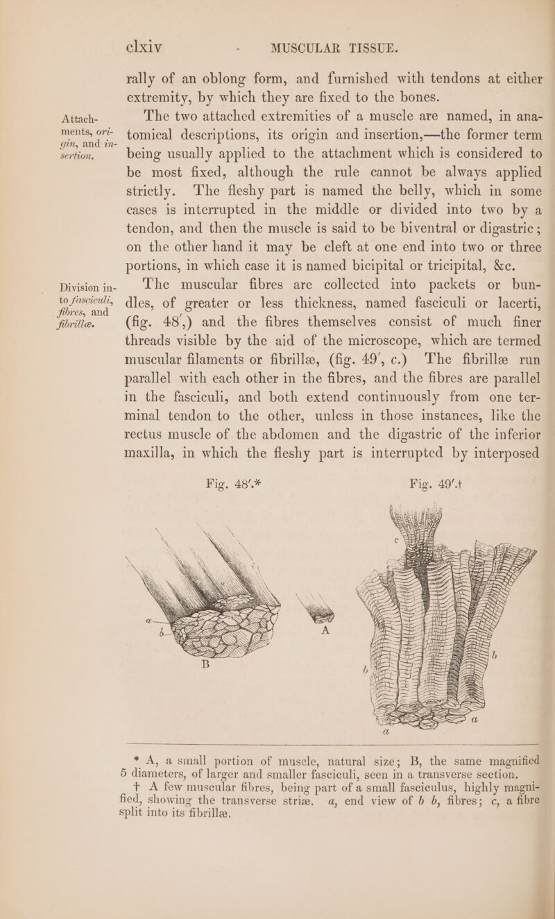 Attach- ments, 077- gin, and in- sertion. Division in- to fascicul?, _ fibres, an forille. elxiv - MUSCULAR TISSUE. | rally of an oblong form, and furnished with tendons at either extremity, by which they are fixed to the bones. The two attached extremities of a muscle are named, in ana- tomical descriptions, its origin and insertion,—the former term being usually applied to the attachment which is considered to be most fixed, although the rule cannot be always applied strictly. The fleshy part is named the belly, which in some cases is interrupted in the middle or divided into two by a tendon, and then the muscle is said to be biventral or digastric ; on the other hand it may be cleft at one end into two or three portions, in which case it is named bicipital or tricipital, &amp;c. The muscular fibres are collected into packets or bun- dles, of greater or less thickness, named fasciculi or lacerti, (fig. 48',) and the fibres themselves consist of much finer threads visible by the aid of the microscope, which are termed muscular filaments or fibrille, (fig. 49’, c.) The fibrille run parallel with each other in the fibres, and the fibres are parallel in the fasciculi, and both extend continuously from one ter- minal tendon to the other, unless in those instances, like the rectus muscle of the abdomen and the digastric of the inferior maxilla, in which the fleshy part is interrupted by interposed Nu WAT RUA Ae ah * A, a small portion of muscle, natural size; B, the same magnified 5 diameters, of larger and smaller fasciculi, seen in a transverse section. + A few muscular fibres, being part of a small fasciculus, highly magni- fied, showing the transverse striae. a, end view of 6 6, fibres; c, a fibre split into its fibrille,