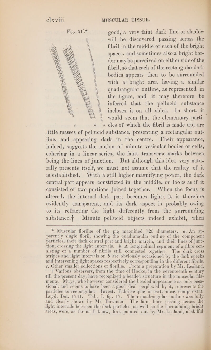 good, a very faint dark line or shadow ‘ will be discovered passing across the u fibril in the middle of each of the bright spaces, and sometimes also a bright bor- der may be perceived on either side of the fibril, so that each of the rectangular dark bodies appears then to be surrounded with a bright area having a similar quadrangular outline, as represented in TF el qe x) a= a(S the figure, and it may therefore be \ inferred that the pellucid substance ‘%, 4 incloses it on all sides. In short, it \ would seem that the elementary parti- | a cles of which the fibril is made up, are little masses of pellucid substance, presenting a rectangular out- line, and appearing dark in the centre. 6 Their appearance, indeed, suggests the notion of minute vesicular bodies or cells, cohering in a linear series, the faint transverse marks between being the lines of junction. But although this idea very natu- rally presents itself, we must not assume that the reality of it is established. With a still higher magnifying power, the dark central part appears constricted in the middle, or looks as if it consisted of two portions joined together. When the focus is altered, the internal dark part becomes light; it is therefore evidently transparent, and its dark aspect is probably owing to its refracting the light differently from the surrounding substance.f Minute pellucid objects indeed exhibit, when * Muscular fibrille of the pig magnified 720 diameters. a. An ap- parently single fibril, showing the quadrangular outline of the component particles, their dark central part and bright margin, and their lines of june- tion, crossing the light intervals. ion b. A longitudinal segment of a fibre con- sisting of a number of fibrils still connected together. The dark cross stripes and light intervals on 6 are obviously occasioned by the dark specks and intervening light spaces respectively corresponding in the different fibrils. ce. Other smaller collections of fibrille. From a preparation by Mr. Lealand. + Various observers, from the time of Hooke, in the seventeenth century till the present day, have recognized a beaded structure in the muscular fila- ments. Muys, who however considered the beaded appearance as only occa- sional, and seems to have been a good deal perplexed by it, represents the particles as rectangular. Invest. Fabricee que in part. muse. comp. extat. Lugd. Bat. 1741. Tab. I. fig. 17. Their quadrangular outline was fully and clearly shown by Mr. Bowman. The faint lines passing across the light intervals between the dark particles, as well as the surrounding bright areas, were, as far as I know, first pointed out by Mr. Lealand, a skilful é