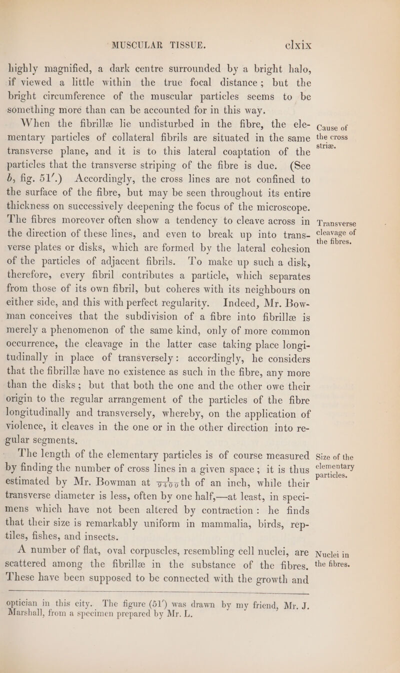 highly magnified, a dark centre surrounded by a bright halo, if viewed a little within the true focal distance; but the bright circumference of the muscular particles seems to be something more than can be accounted for in this way. When the fibrille lie undisturbed in the fibre, the ele- mentary particles of collateral fibrils are situated in the same transverse plane, and it is to this lateral coaptation of the particles that the transverse striping of the fibre is due. (See b, fig. 51’.) Accordingly, the cross lines are not confined to the surface of the fibre, but may be seen throughout its entire thickness on successively deepening the focus of the microscope. The fibres moreover often show a tendency to cleave across in the direction of these lines, and even to break up into trans- verse plates or disks, which are formed by the lateral cohesion of the particles of adjacent fibrils. ‘To make up such a disk, therefore, every fibril contributes a particle, which separates from those of its own fibril, but coheres with its neighbours on either side, and this with perfect regularity. Indeed, Mr. Bow- man conceives that the subdivision of a fibre into fibrille is merely a phenomenon of the same kind, only of more common occurrence, the cleavage in the latter case taking place longi- tudinally in place of transversely: accordingly, he considers that the fibrille have no existence as such in the fibre, any more than the disks; but that both the one and the other owe their origin to the regular arrangement of the particles of the fibre longitudinally and transversely, whereby, on the application of violence, it cleaves in the one or in the other direction into re- gular segments. The length of the elementary particles is of course measured by finding the number of cross lines in a given space; it is thus estimated by Mr. Bowman at gayoth of an inch, while their transverse diameter is less, often by one half,—at least, in speci- mens which have not been altered by contraction: he finds that their size is remarkably uniform in mammalia, birds, rep- tiles, fishes, and insects. A number of flat, oval corpuscles, resembling cell nuclei, are scattered among the fibrille in the substance of the fibres, These have been supposed to be connected with the growth and optician in this city. The figure (51’) was drawn by my friend, Mr. J. Marshall, from a specimen prepared by Mr. L. Cause of the cross striae. Transverse cleavage of the fibres. Size of the elementary particles. Nuclei in the fibres.