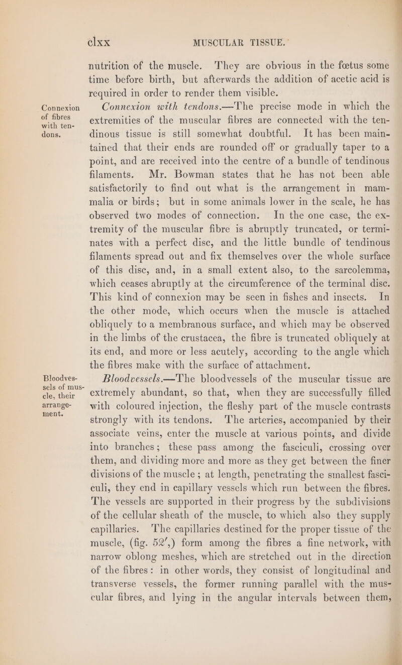 nutrition of the muscle. They are obvious in the foetus some time before birth, but afterwards the addition of acetic acid is required in order to render them visible. Connexion Connexion with tendons.—The precise mode in which the eee extremities of the muscular fibres are connected with the ten- dons. dinous tissue is still somewhat doubtful. It has been main- tained that their ends are rounded off or gradually taper to a point, and are received into the centre of a bundle of tendinous filaments. Mr. Bowman states that he has not been able satisfactorily to find out what is the arrangement in mam- malia or birds; but in some animals lower in the scale, he has observed two modes of connection. In the one case, the ex- tremity of the muscular fibre is abruptly truncated, or termi- nates with a perfect disc, and the little bundle of tendinous filaments spread out and fix themselves over the whole surface of this disc, and, in a small extent also, to the sarcolemma, which ceases abruptly at the circumference of the terminal disc. This kind of connexion may be seen in fishes and insects. In the other mode, which occurs when the muscle is attached obliquely to a membranous surface, and which may be observed in the limbs of the crustacea, the fibre is truncated obliquely at its end, and more or less acutely, according to the angle which the fibres make with the surface of attachment. Bloodves- Bloodvessels—The bloodvessels of the muscular tissue are = a extremely abundant, so that, when they are successfully filled peace with coloured injection, the fleshy part of the muscle contrasts strongly with its tendons. The arteries, accompanied by their associate veins, enter the muscle at various points, and divide into branches; these pass among the fasciculi, crossing over them, and dividing more and more as they get between the finer divisions of the muscle ; at length, penetrating the smallest fasci- culi, they end in capillary vessels which run between the fibres. The vessels are supported in their progress by the subdivisions of the cellular sheath of the muscle, to which also they supply capillaries. ‘The capillaries destined for the proper tissue of the muscle, (fig. 52’,) form among the fibres a fine network, with narrow oblong meshes, which are stretched out in the direction of the fibres: in other words, they consist of longitudinal and transverse vessels, the former running parallel with the mus- cular fibres, and lying in the angular intervals between them,