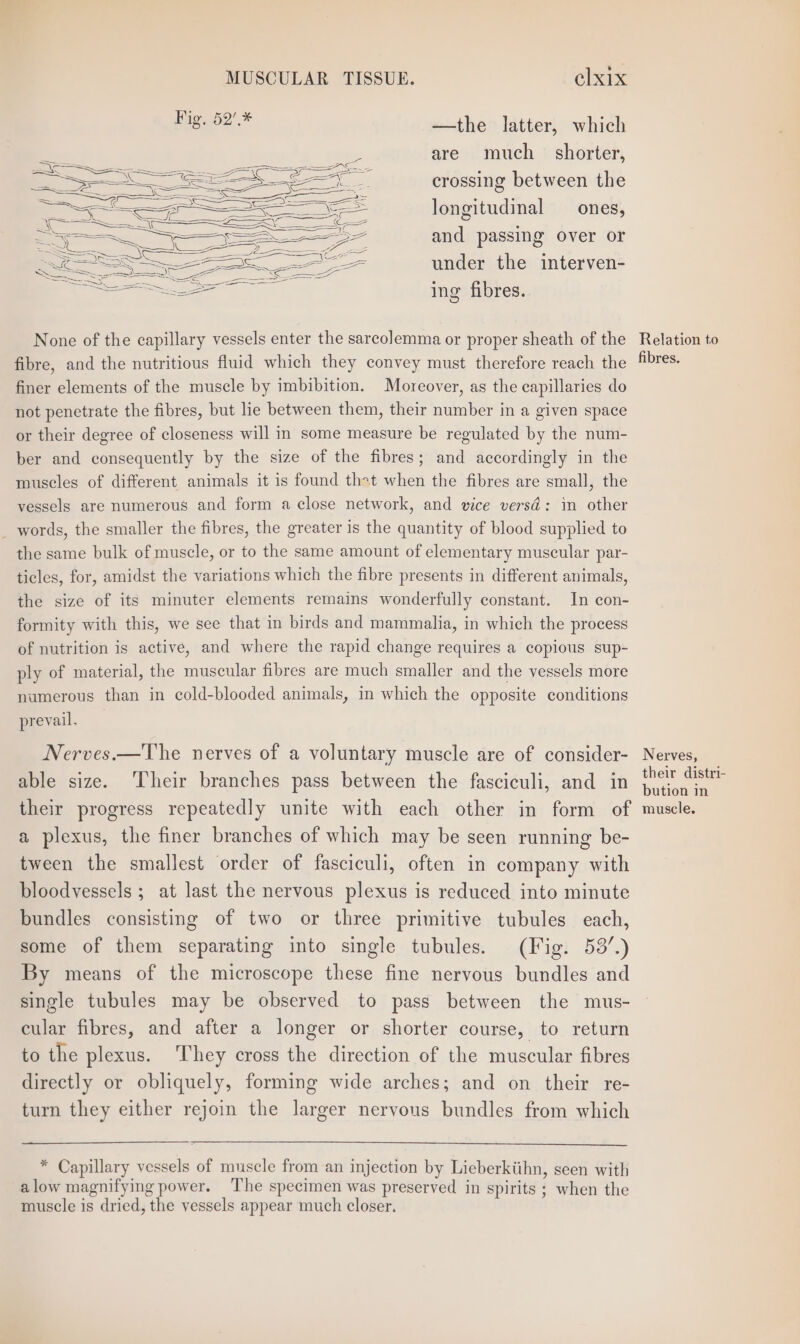 Fig. 52’,* —the latter, which = ee are much shorter, : Se crossing between the longitudinal _ ones, and passing over or under the interven- ing fibres. None of the capillary vessels enter the sarcolemma or proper sheath of the fibre, and the nutritious fluid which they convey must therefore reach the finer elements of the muscle by imbibition. Moreover, as the capillaries do not penetrate the fibres, but lie between them, their number in a given space or their degree of closeness will in some measure be regulated by the num- ber and consequently by the size of the fibres; and accordingly in the muscles of different animals it is found thst when the fibres are small, the vessels are numerous and form a close network, and vice versd: in other _ words, the smaller the fibres, the greater is the quantity of blood supplied to the same bulk of muscle, or to the same amount of elementary muscular par- ticles, for, amidst the variations which the fibre presents in different animals, the size of its minuter elements remains wonderfully constant. In con- formity with this, we see that in birds and mammalia, in which the process of nutrition is active, and where the rapid change requires a copious sup- ply of material, the muscular fibres are much smaller and the vessels more numerous than in cold-blooded animals, in which the opposite conditions prevail. Nerves.—The nerves of a voluntary muscle are of consider- able size. ‘Their branches pass between the fasciculi, and in their progress repeatedly unite with each other in form of a plexus, the finer branches of which may be seen running be- tween the smallest order of fasciculi, often in company with bloodvessels ; at last the nervous plexus is reduced into minute bundles consisting of two or three primitive tubules each, some of them separating into single tubules. (Fig. 53”.) By means of the microscope these fine nervous bundles and single tubules may be observed to pass between the mus- cular fibres, and after a longer or shorter course, to return to the plexus. They cross the direction of the muscular fibres directly or obliquely, forming wide arches; and on their re- turn they either rejoin the larger nervous bundles from which * Capillary vessels of muscle from an injection by Lieberkiihn, seen with alow magnifying power. The specimen was preserved in spirits ; when the muscle is dried, the vessels appear much closer. Relation to fibres. Nerves, their distri- bution in muscle.